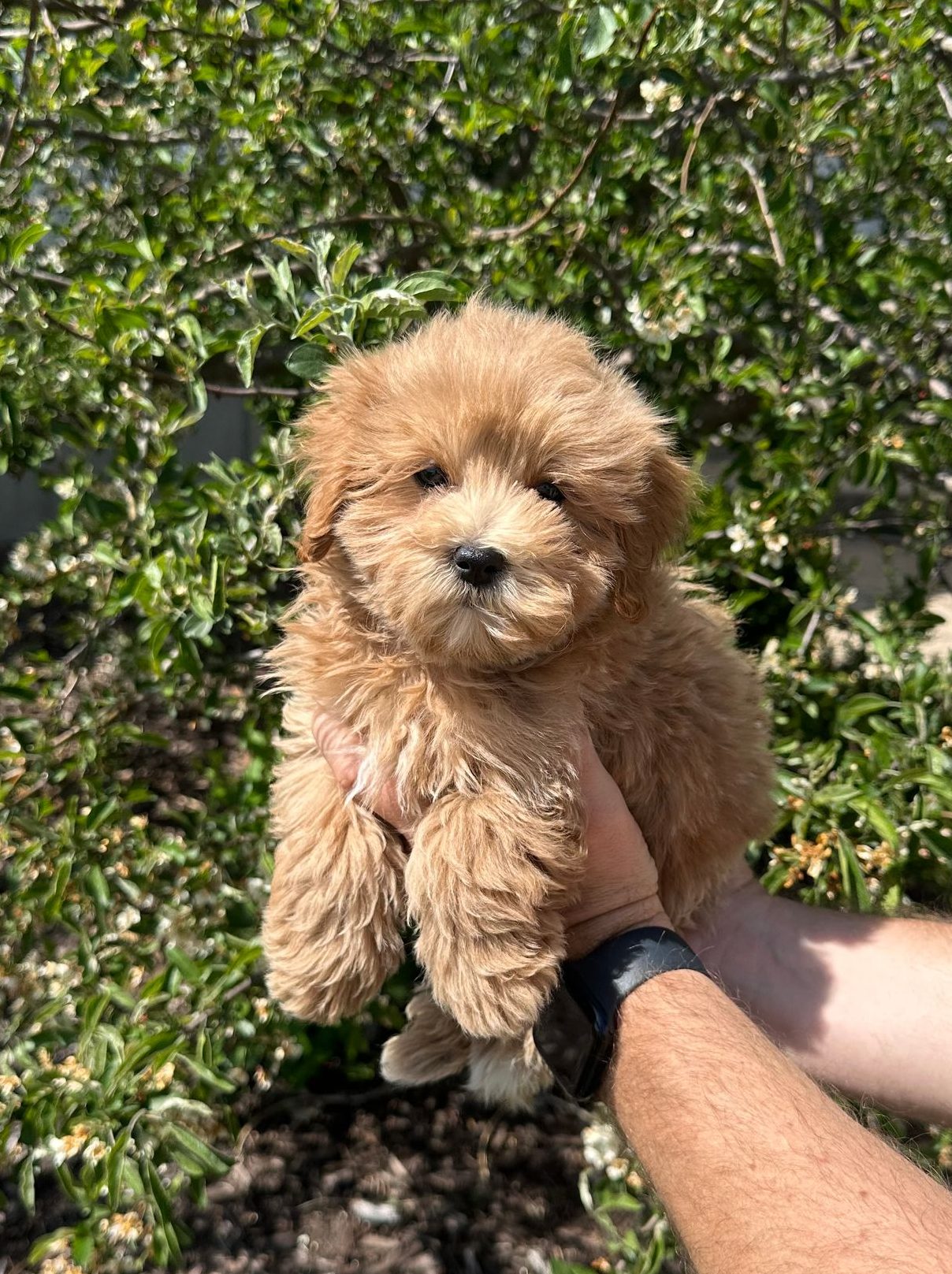 maltipoo puppies for sale, maltipoo puppies, maltese poodle, maltipoo, teddybear puppies for sale, teddybear puppies, puppies for sale, maltipoo breeder, multipoo puppies, multipooh, breeder of ,maltipoo puppies