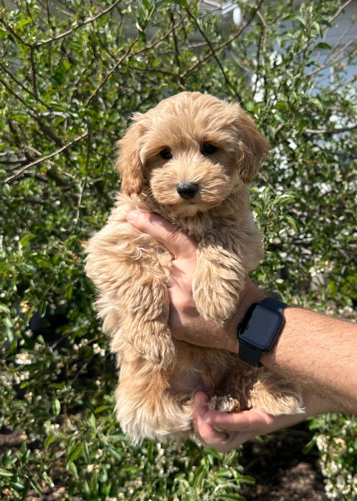 maltipoo puppies for sale, maltipoo puppies, maltese poodle, maltipoo, teddybear puppies for sale, teddybear puppies, puppies for sale, maltipoo breeder, multipoo puppies, multipooh, breeder of ,maltipoo puppies