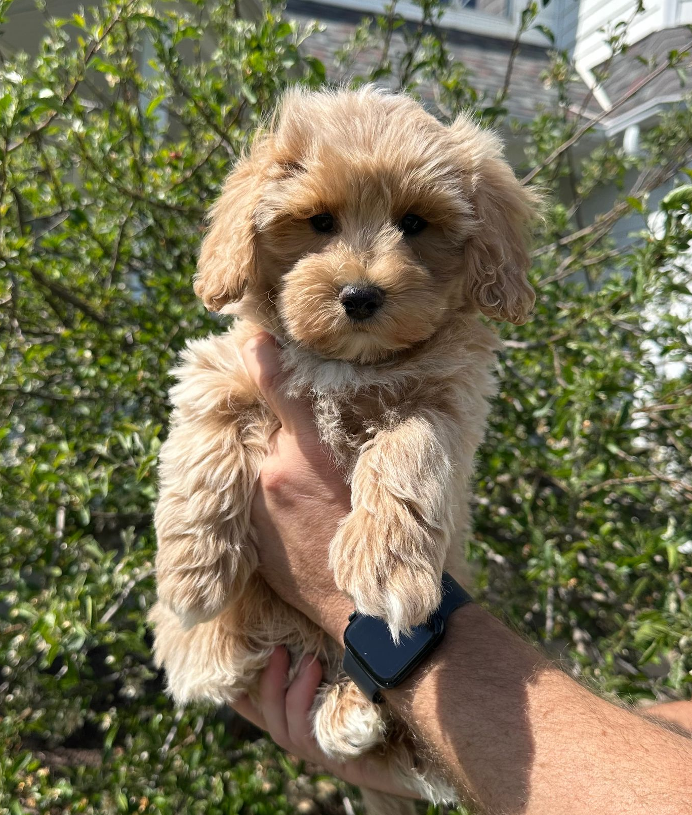 maltipoo puppies for sale, maltipoo puppies, maltese poodle, maltipoo, teddybear puppies for sale, teddybear puppies, puppies for sale, maltipoo breeder, multipoo puppies, multipooh, breeder of ,maltipoo puppies