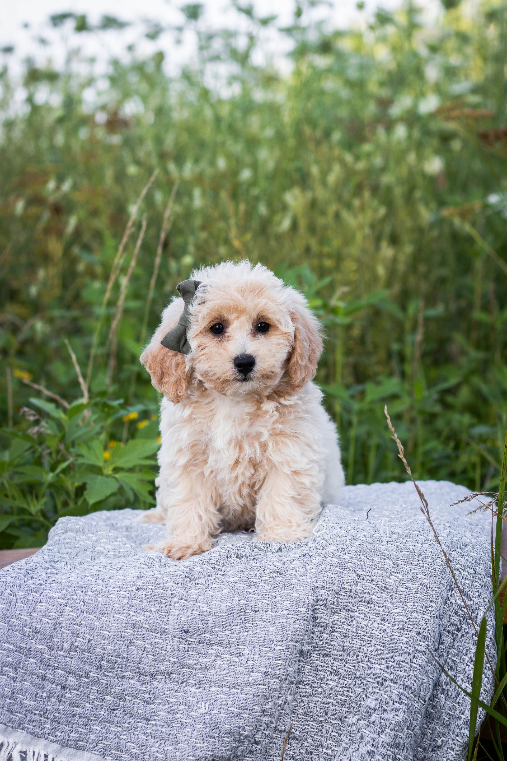 Poochon puppies for sale, shihpoo puppies for sale, maltipoo puppies for sale, teddybear puppies for sale, poochon breeder, maltipoo breeder, maltipoo, poochon, shihpoo, shihpoo  puppy, maltipoo puppy, poochon puppy, bichpoo puppies for sale, bichpoo breeder, puppies for sale, puppies, teddybear puppy