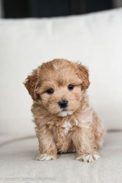 shihpoo puppies for sale, shihpoo puppies, shihpoo, shihpoo breeder, teddybear puppies for sale, teddybear puppies, teddybear puppy, shihtzu poodle puppies, puppies for sale, puppies for sale near me, poochon breeder, poochon puppies for sale, poochon puppies, poochon breeder, maltipoo puppies for sale, maltipoo, maltipoo breeder, maltipoo puppies, malti poo, multipoo, maltepoo, puppies for sale, puppies