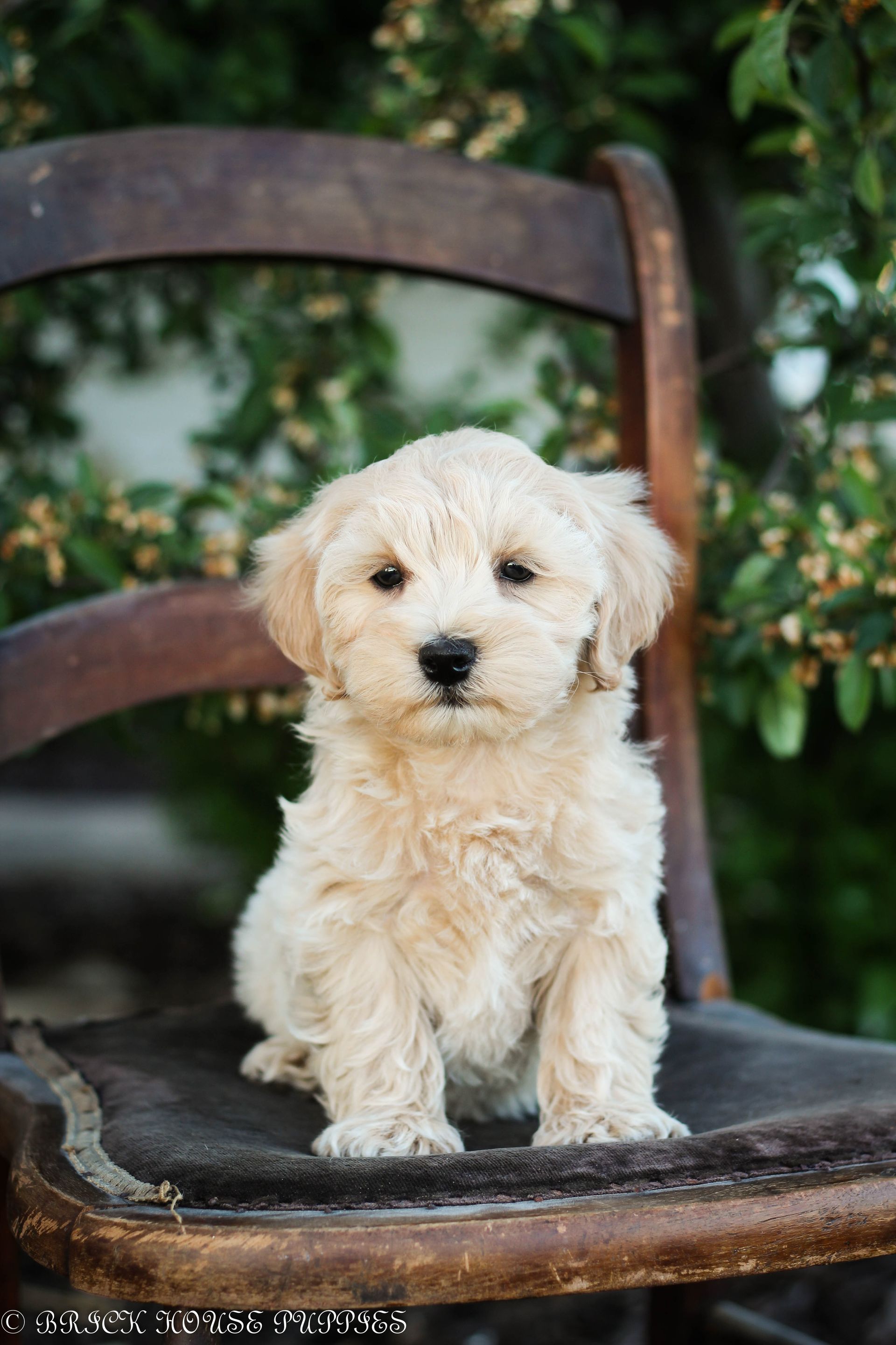 maltipoo puppies for sale, maltipoo puppies, maltese poodle, maltipoo, teddybear puppies for sale, teddybear puppies, puppies for sale, maltipoo breeder, multipoo puppies, multipooh, breeder of ,maltipoo puppies