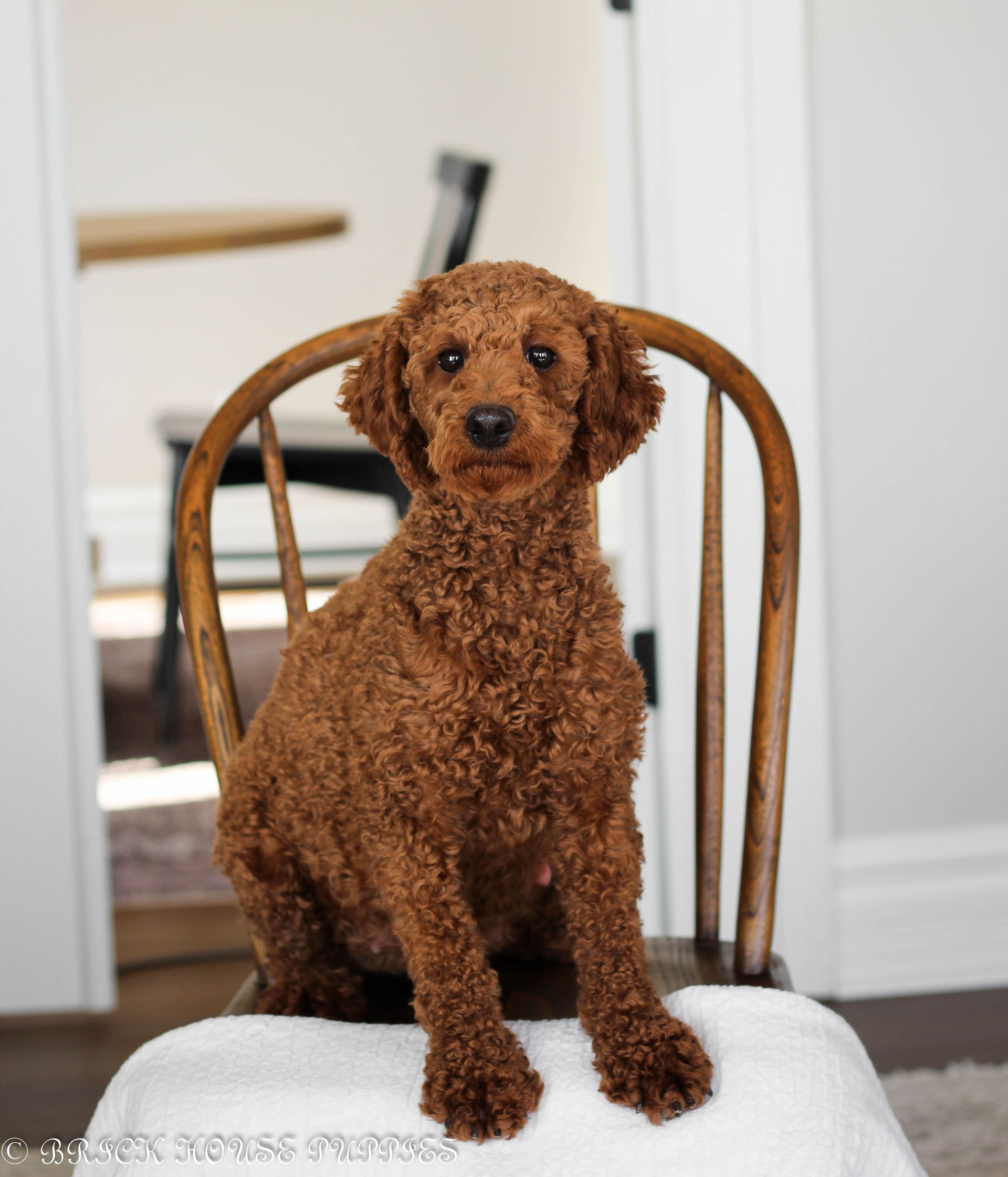 Maltipoo puppies for sale, maltipoo, maltipoo breeder, maltipoo puppies, maltipoo puppy breeder, multi poo puppies, multipoo puppies for sale, maltese poodle puppies, F1 hybrid maltipoo puppies for sale, teddy bear puppy breeder, puppies for sale, small puppy breeder, dog breeder, small dog breeder, brick house puppies, poodle, bichon, min poodle, toy poodle, bichon frise, poodle mix puppies for sale