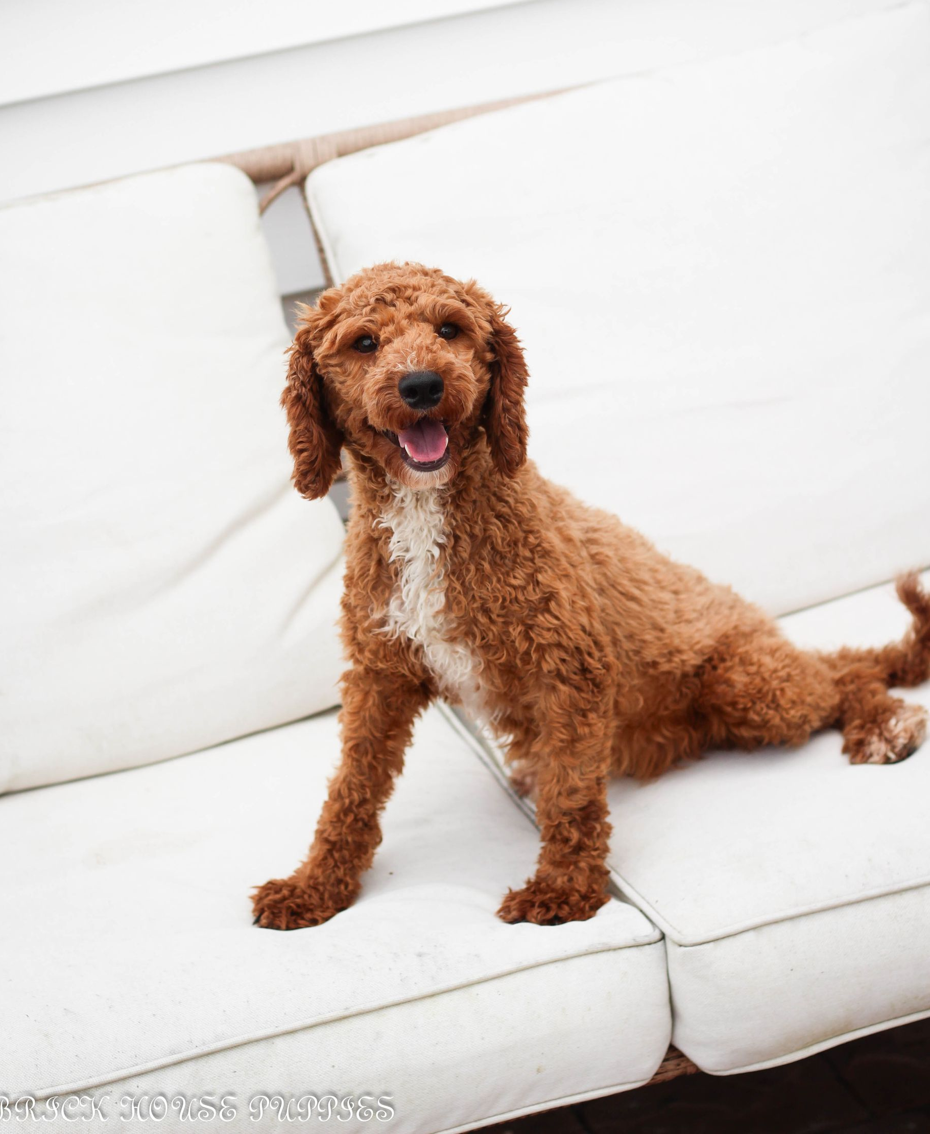 Maltipoo puppies for sale, maltipoo, maltipoo breeder, maltipoo puppies, maltipoo puppy breeder, multi poo puppies, multipoo puppies for sale, maltese poodle puppies, F1 hybrid maltipoo puppies for sale, teddy bear puppy breeder, puppies for sale, small puppy breeder, dog breeder, small dog breeder, brick house puppies, poodle, bichon, min poodle, toy poodle, bichon frise, poodle mix puppies for sale