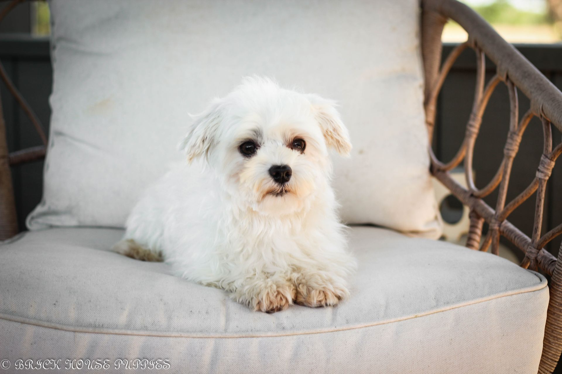 poochon puppies for sale, poochon puppies, poochon breeder, poochon, bichpoo puppies for sale, bich poo, bichpoo, bichpoo breeder, bichon poodle puppies for sale, bichon poodle puppies, bichon poodle, bichpoo puppies for sale, bichpoo, bichpoo breeder, bichon poodle breeder, teddybear puppies for sale, teddy bear puppies, teddy bear puppy breeder, puppies for sale, small puppy breeder, dog breeder, small dog breeder, brick house puppies, poodle, bichon, min poodle, toy poodle, bichon frise, poodle mix puppies for sale poochon puppies for sale, poochon puppies, poochon breeder, poochon, bichpoo puppies for sale, bich poo, bichpoo, bichpoo breeder, bichon poodle puppies for sale, bichon poodle puppies, bichon poodle, bichpoo puppies for sale, bichpoo, bichpoo breeder, bichon poodle breeder, teddybear puppies for sale, teddy bear puppies, teddy bear puppy breeder, puppies for sale, small puppy breeder, dog breeder, small dog breeder, brick house puppies, poodle, bichon, min poodle, toy poodle, bichon frise, poodle mix puppies for sale,