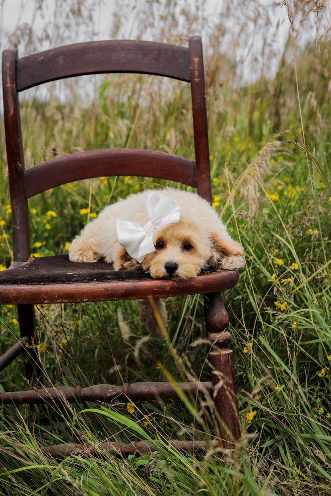 Poochon puppies for sale, shihpoo puppies for sale, maltipoo puppies for sale, teddybear puppies for sale, poochon breeder, maltipoo breeder, maltipoo, poochon, shihpoo, shihpoo  puppy, maltipoo puppy, poochon puppy, bichpoo puppies for sale, bichpoo breeder, puppies for sale, puppies, teddybear puppy