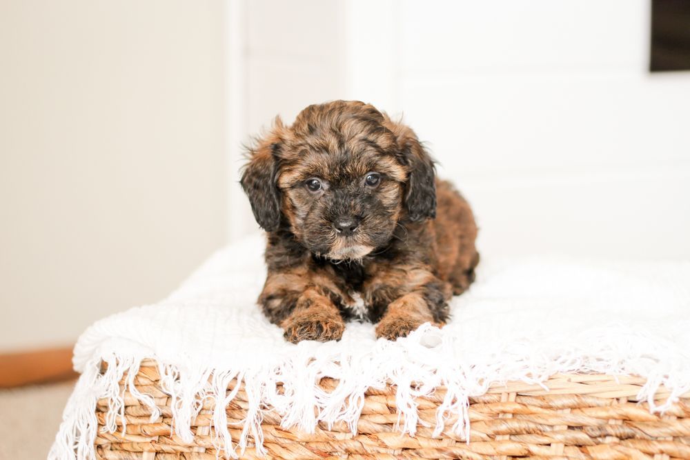 shihpoo puppies for sale, shihpoo puppies, shihpoo, shihpoo breeder, teddybear puppies for sale, teddybear puppies, teddybear puppy, shihtzu poodle puppies, puppies for sale, puppies for sale near me, poochon breeder, poochon puppies for sale, poochon puppies, poochon breeder, maltipoo puppies for sale, maltipoo, maltipoo breeder, maltipoo puppies, malti poo, multipoo, maltepoo, poochon dog, shihpoo dog, maltipoo dog, doodle puppies, doodle puppy breeder, shih poo puppies, shih poo puppy, black puppies, red puppies