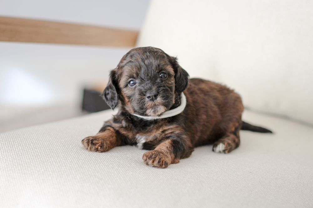 shihpoo puppies for sale, shihpoo puppies, shihpoo, shihpoo breeder, teddybear puppies for sale, teddybear puppies, teddybear puppy, shihtzu poodle puppies, puppies for sale, puppies for sale near me, poochon breeder, poochon puppies for sale, poochon puppies, poochon breeder, maltipoo puppies for sale, maltipoo, maltipoo breeder, maltipoo puppies, malti poo, multipoo, maltepoo, poochon dog, shihpoo dog, maltipoo dog, doodle puppies, doodle puppy breeder, shih poo puppies, shih poo puppy, black puppies, red puppies