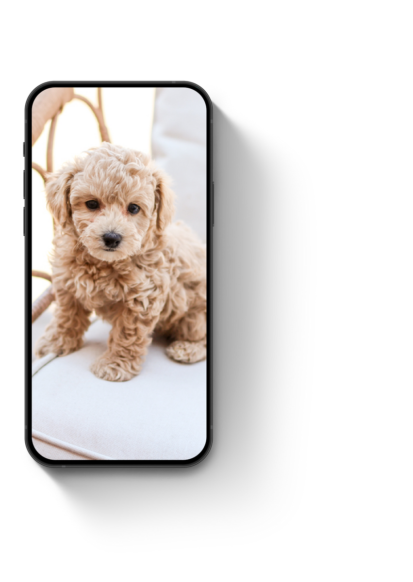 Poochon puppies for sale, shihpoo puppies for sale, maltipoo puppies for sale, teddybear puppies for sale, poochon breeder, maltipoo breeder, maltipoo, poochon, shihpoo, shihpoo  puppy, maltipoo puppy, poochon puppy