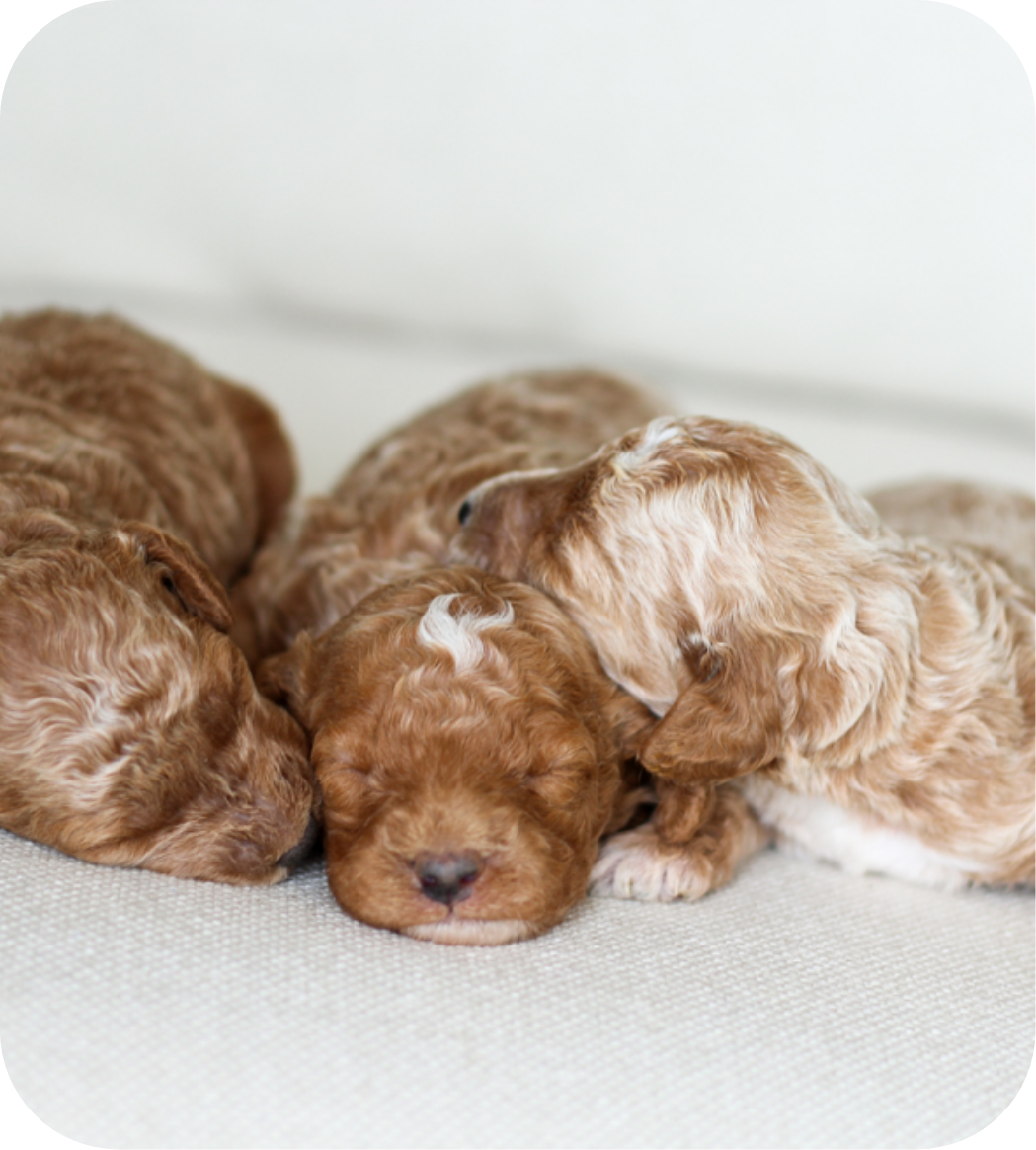 poodle puppies for sale, toy poodle puppies, mini poodle puppies for sale, toy poodle breeder, poodle breeder, parti poodle 
