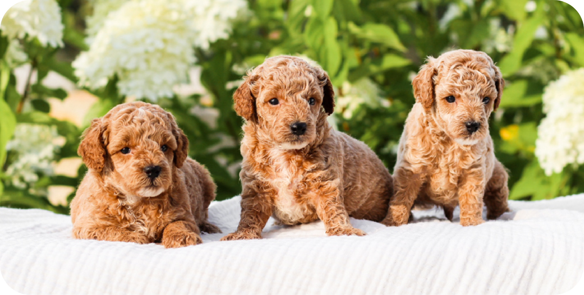 maltipoo puppies for sale, poochon puppies for sale, shihpoo puppies for sale, maltipoo breeder, poochon breeder, shihpoo