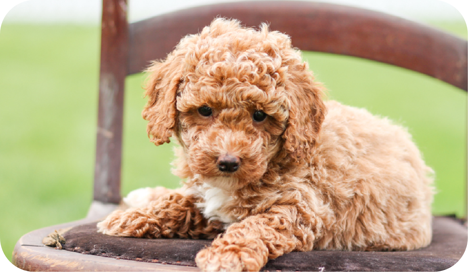 maltipoo puppies for sale, poochon puppies for sale, shihpoo puppies for sale, maltipoo breeder, poochon breeder, shihpoo
