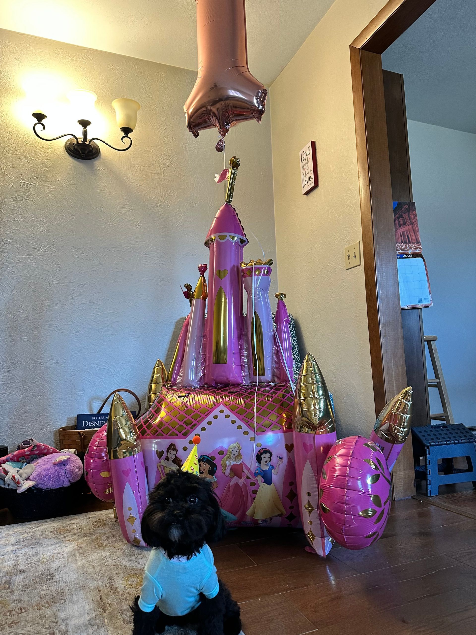 shihpoo puppies for sale, shihpoo puppies, shihpoo breeder,  shihpoo puppy. shihtzu poodle mix, poodle shihtzu, shihpoo, shih poo, shih poo puppies for sale, puppies for sale, shihpoo puppies for sale near me, teddy bear puppies for sale, teddybear puppies for sale, teddybear puppies, teddybear puppy, teddybear puppy breeder, designer puppies for sale, small puppies for sale, hypoallergenic puppies, nonshedding puppies, healthy puppies