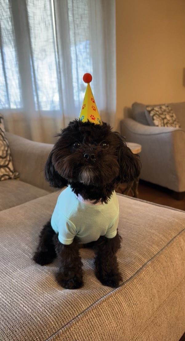 shihpoo puppies for sale, shihpoo puppies, shihpoo breeder,  shihpoo puppy. shihtzu poodle mix, poodle shihtzu, shihpoo, shih poo, shih poo puppies for sale, puppies for sale, shihpoo puppies for sale near me, teddy bear puppies for sale, teddybear puppies for sale, teddybear puppies, teddybear puppy, teddybear puppy breeder, designer puppies for sale, small puppies for sale, hypoallergenic puppies, nonshedding puppies, healthy puppies