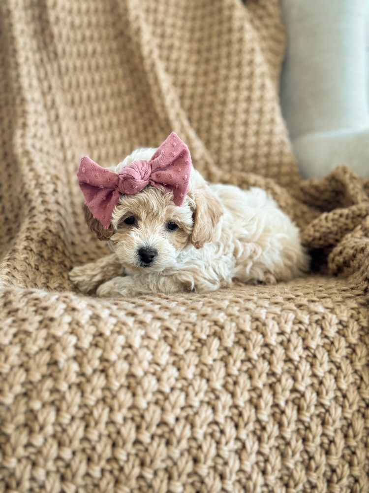 Poochon puppies for sale, shihpoo puppies for sale, maltipoo puppies for sale, teddybear puppies for sale, poochon breeder, maltipoo breeder, maltipoo, poochon, shihpoo, shihpoo  puppy, maltipoo puppy, poochon puppy, bichpoo puppies for sale, bichpoo breeder, puppies for sale, puppies, teddybear puppy