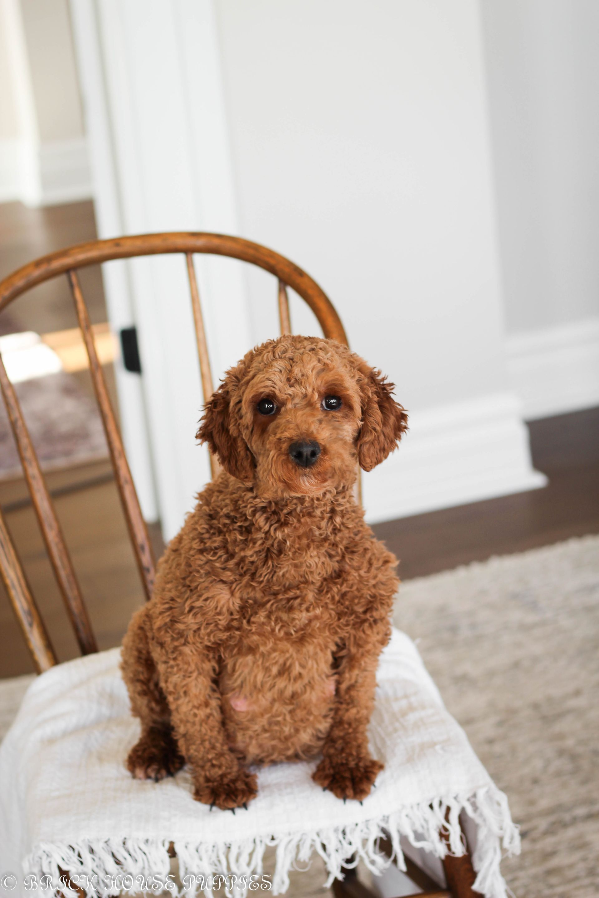 Maltipoo puppies for sale, maltipoo, maltipoo breeder, maltipoo puppies, maltipoo puppy breeder, multi poo puppies, multipoo puppies for sale, maltese poodle puppies, F1 hybrid maltipoo puppies for sale, teddy bear puppy breeder, puppies for sale, small puppy breeder, dog breeder, small dog breeder, brick house puppies, poodle, bichon, min poodle, toy poodle, bichon frise, poodle mix puppies for sale