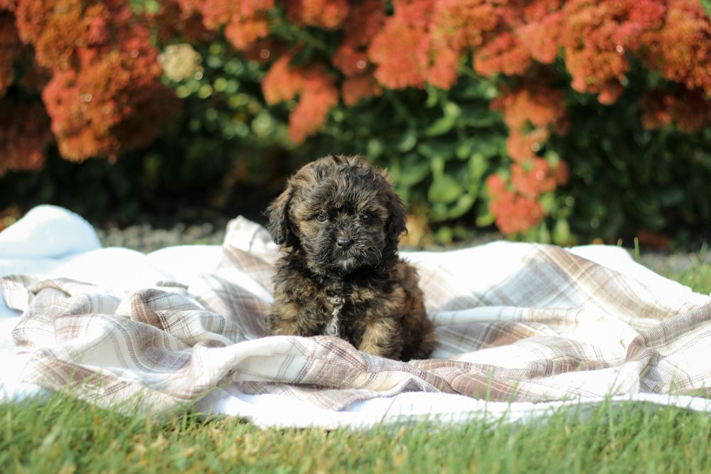 shihpoo puppies for sale, shihpoo puppies, shihpoo breeder,  shihpoo puppy. shihtzu poodle mix, poodle shihtzu, shihpoo, shih poo, shih poo puppies for sale, puppies for sale, shihpoo puppies for sale near me, teddy bear puppies for sale, teddybear puppies for sale, teddybear puppies, teddybear puppy, teddybear puppy breeder, designer puppies for sale, small puppies for sale, hypoallergenic puppies, nonshedding puppies, healthy puppies