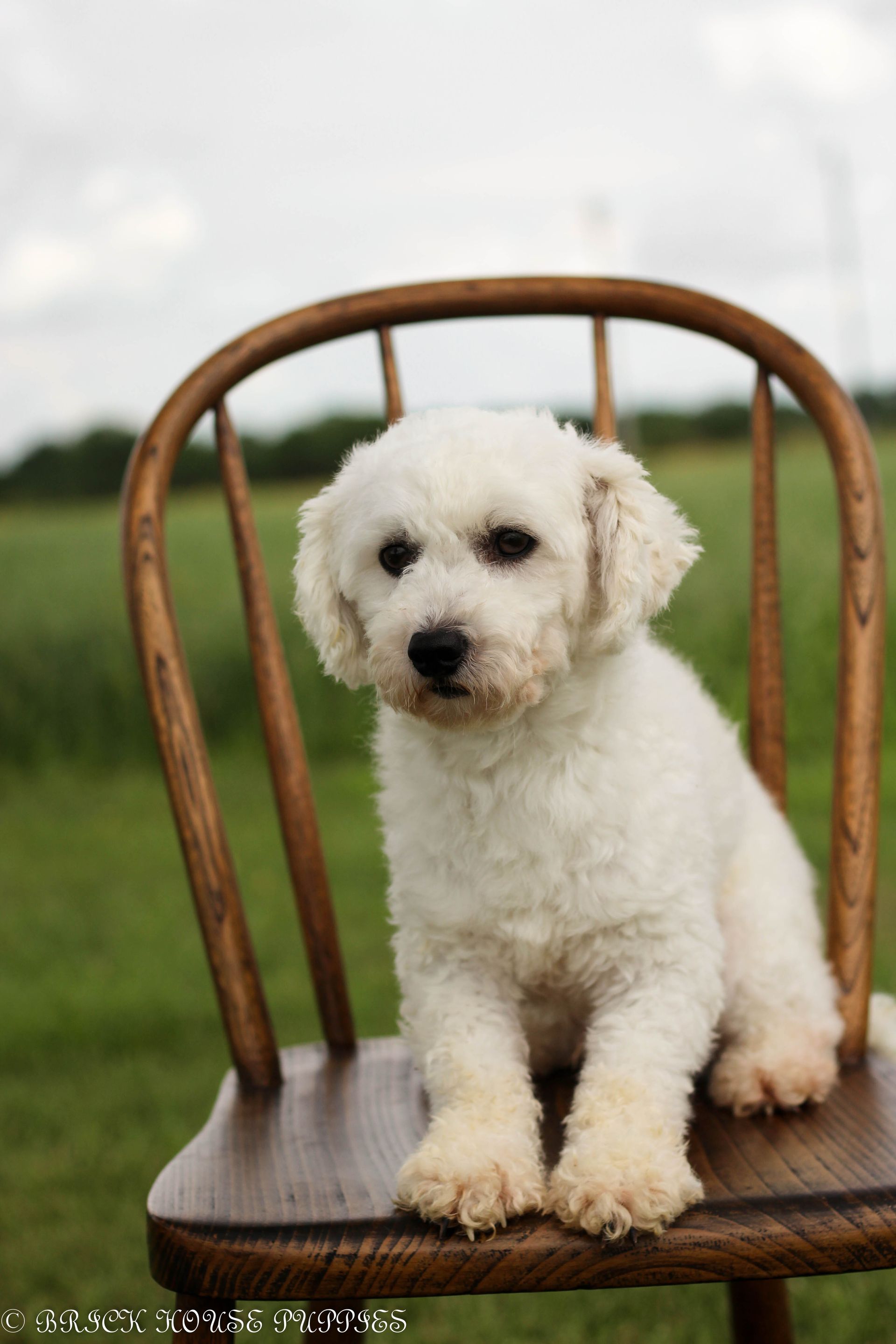 poochon puppies for sale, poochon puppies, poochon breeder, poochon, bichpoo puppies for sale, bich poo, bichpoo, bichpoo breeder, bichon poodle puppies for sale, bichon poodle puppies, bichon poodle, bichpoo puppies for sale, bichpoo, bichpoo breeder, bichon poodle breeder, teddybear puppies for sale, teddy bear puppies, teddy bear puppy breeder, puppies for sale, small puppy breeder, dog breeder, small dog breeder, brick house puppies, poodle, bichon, min poodle, toy poodle, bichon frise, poodle mix puppies for sale, 