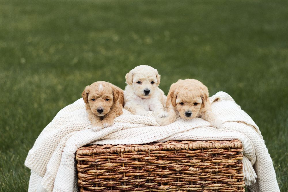 poochon puppies for sale, poochon puppies, poochon breeder, bichpoo puppies for sale, bichpoo breeder, bichon poodle puppies for sale, bichon poodle puppies, bichon poodle puppy, bichonpoo puppies for sale, bichon poodle breeder, teddybear puppies for sale, teddybear puppies, teddybear puppy breeder