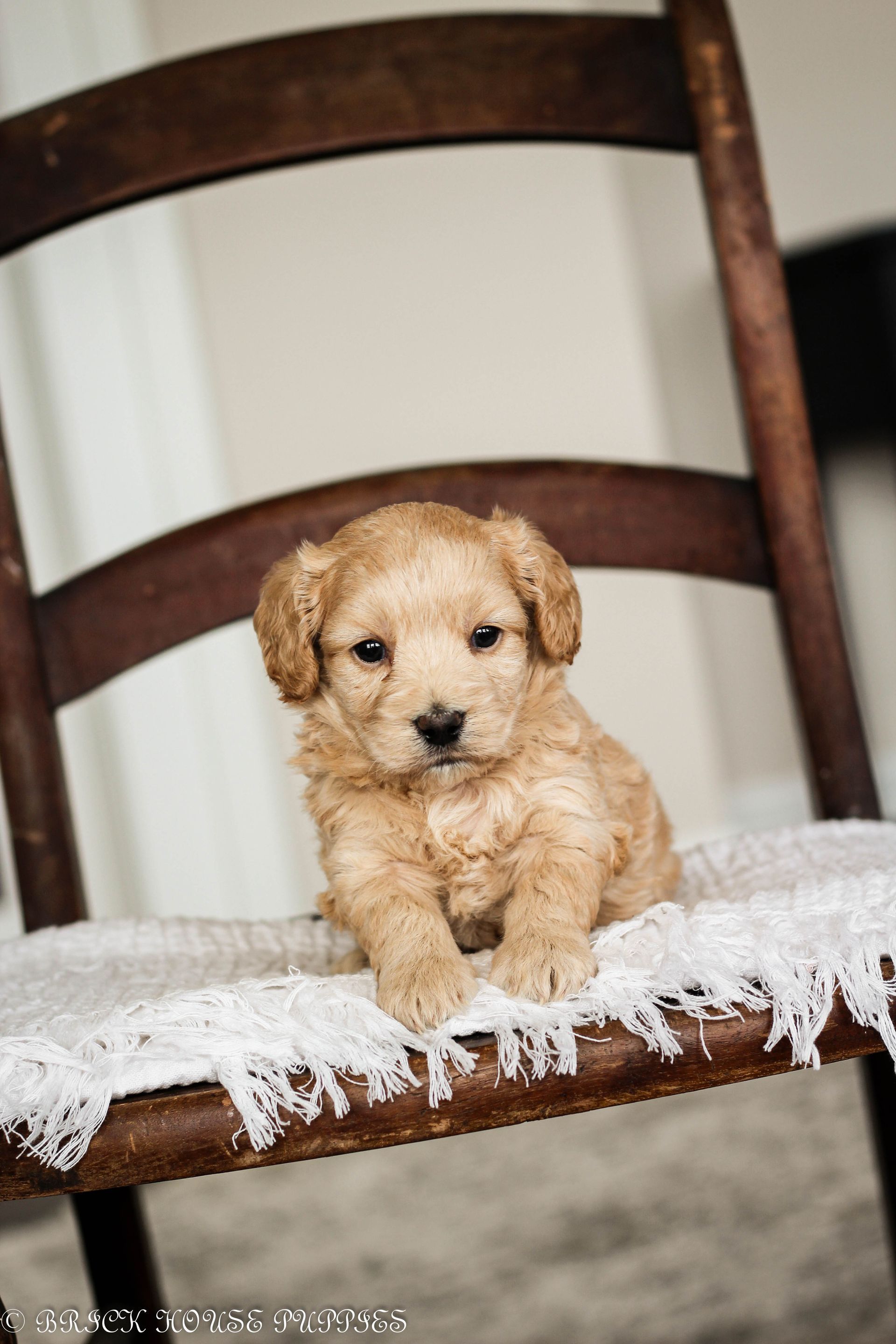 maltipoo puppies for sale, maltipoo puppies, maltese poodle, maltipoo, teddybear puppies for sale, teddybear puppies, puppies for sale, maltipoo breeder, multipoo puppies, multipooh, breeder of ,maltipoo puppies, multipoo puppies for sale, multipoo puppies, multipoo, multipoo breeder