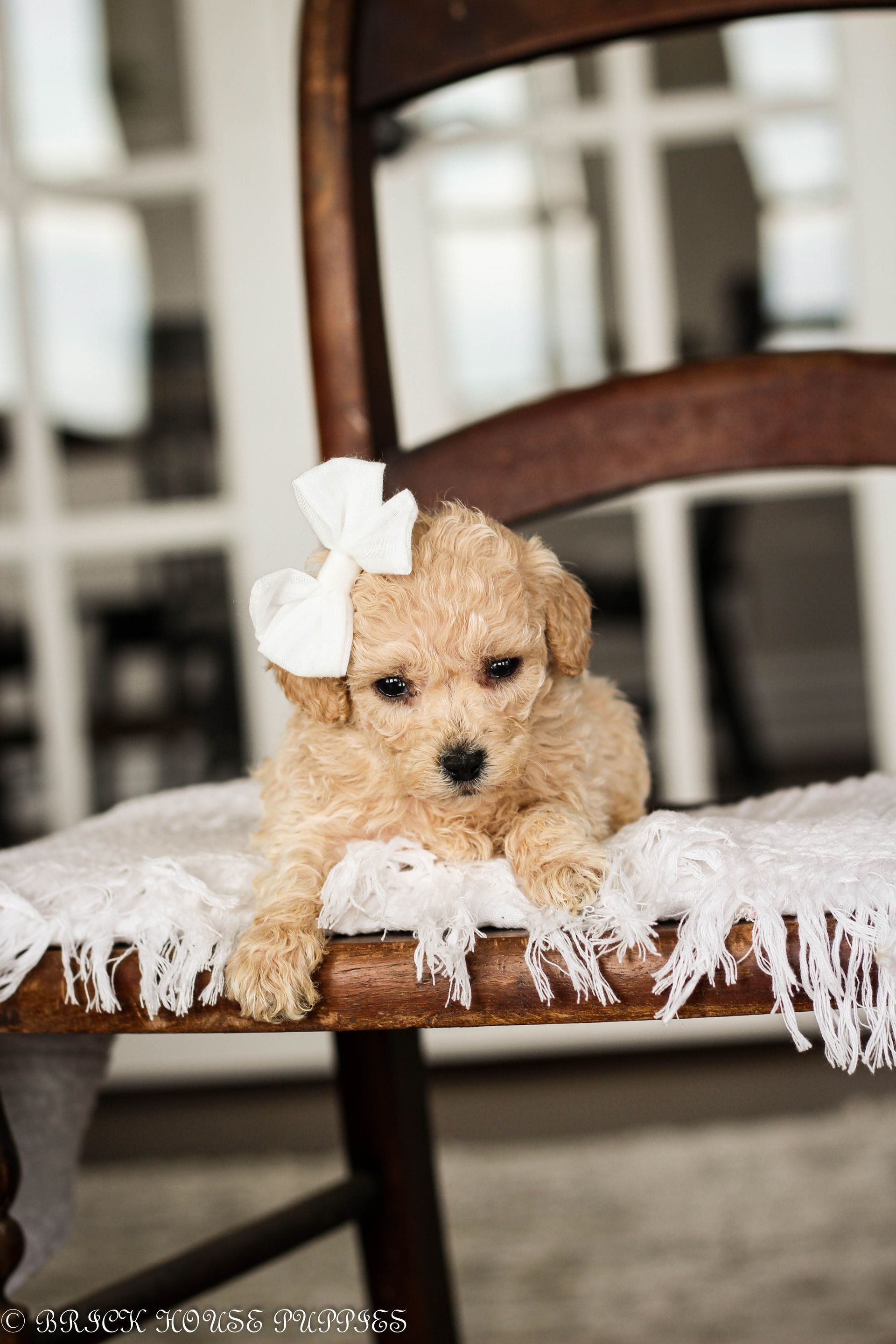 Poochon Puppies for sale, poochon puppies, bichpoo puppies, teddybear puppies for sale, teddybear puppies, teddybear puppy breeder, poochon breeder, puppies for sale