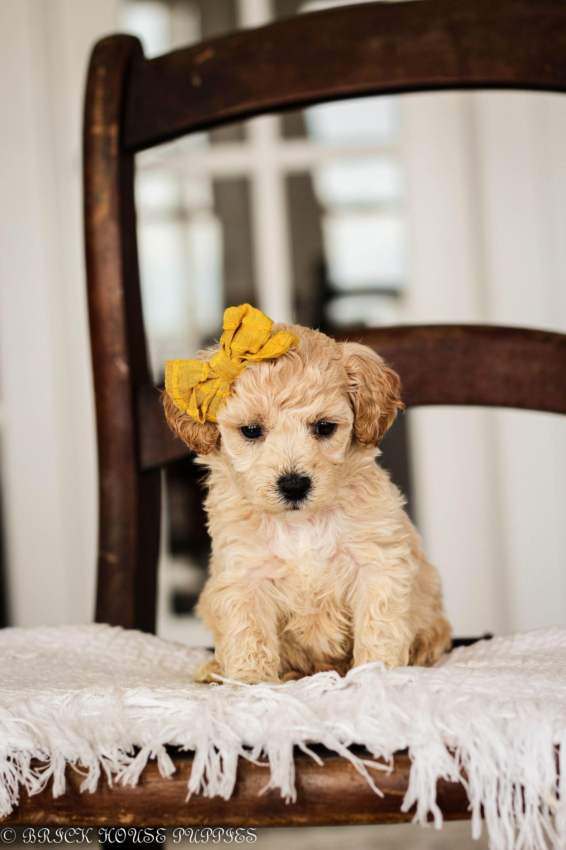 Poochon Puppies for sale, poochon puppies, bichpoo puppies, teddybear puppies for sale, teddybear puppies, teddybear puppy breeder, poochon breeder, puppies for sale