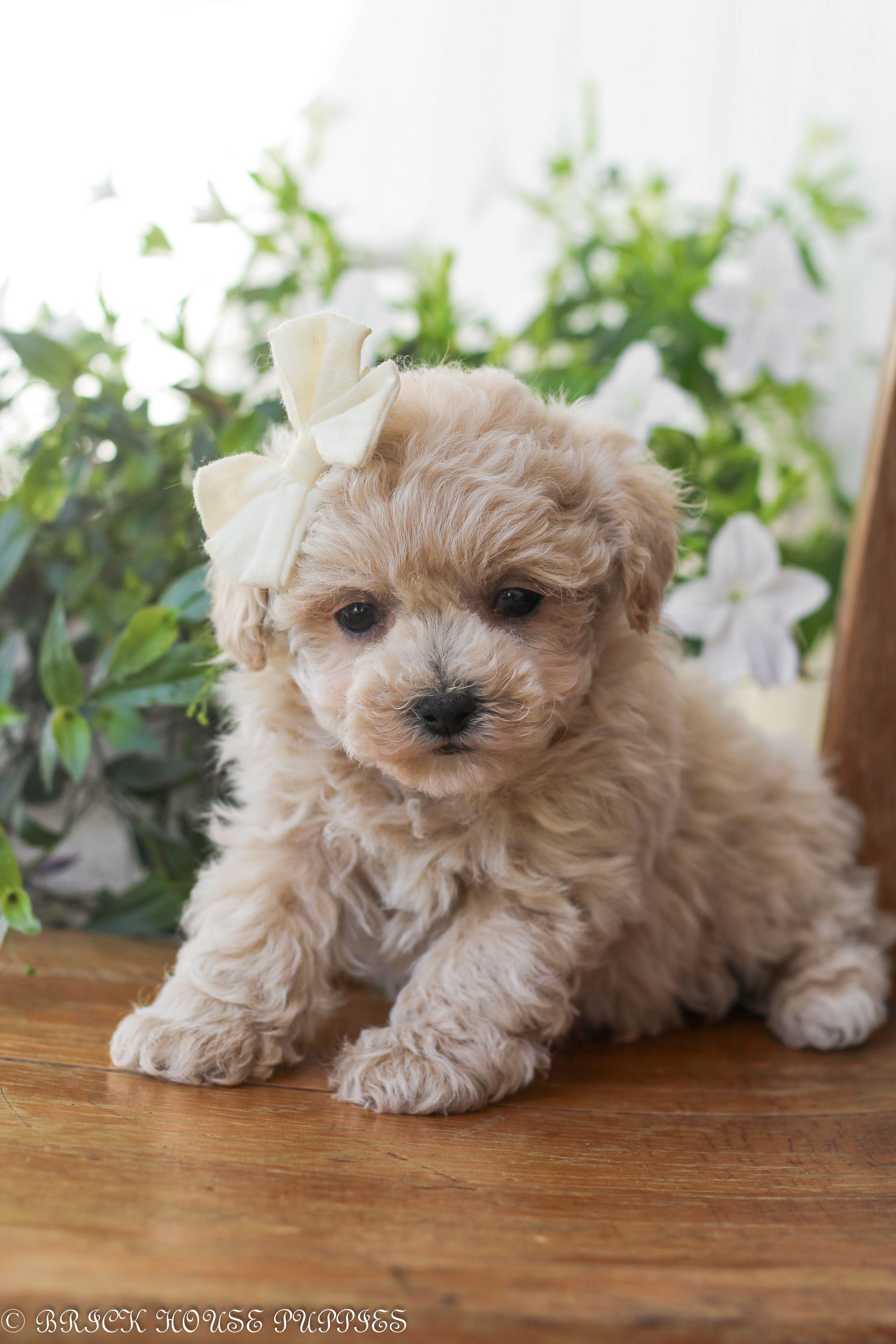 Poochon Puppies for sale, poochon puppies, bichpoo puppies, teddybear puppies for sale, teddybear puppies, teddybear puppy breeder, poochon breeder, puppies for sale
