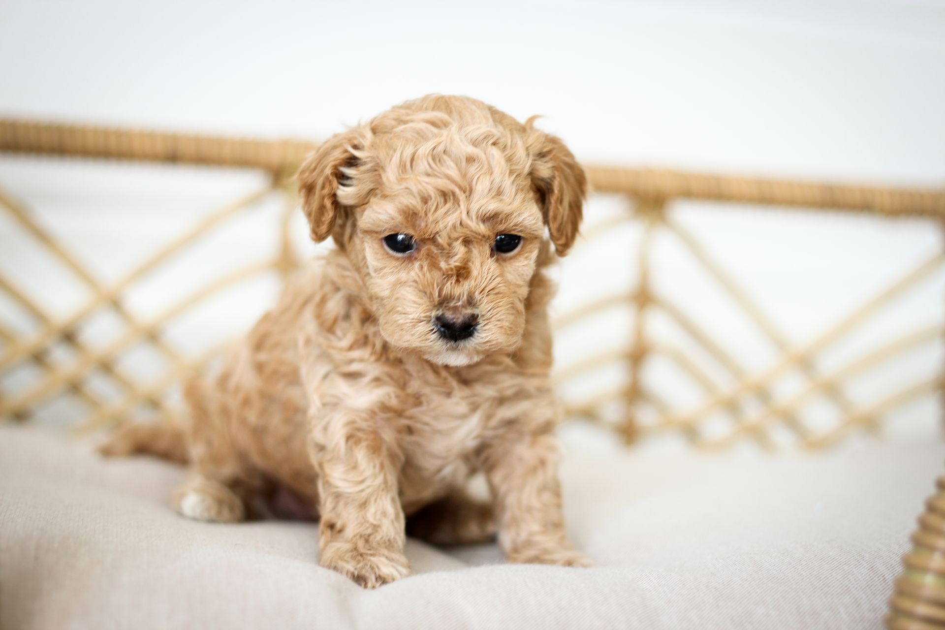 Poochon puppies for sale, shihpoo puppies for sale, maltipoo puppies for sale, teddybear puppies for sale, poochon breeder, maltipoo breeder, maltipoo, poochon, shihpoo, shihpoo  puppy, maltipoo puppy, poochon puppy, bichpoo puppies for sale, bichpoo breeder, puppies for sale, puppies, teddybear puppy