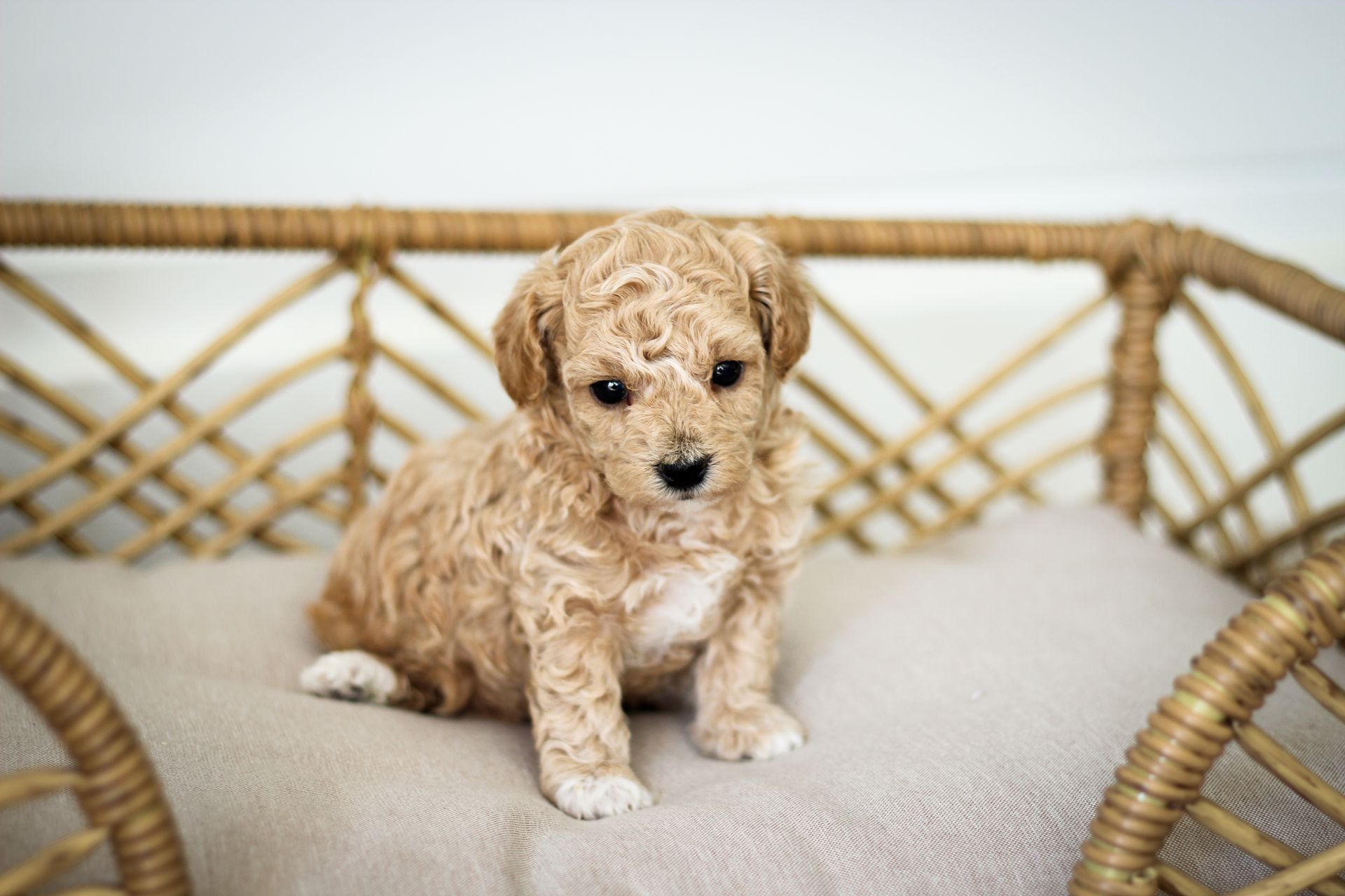 Poochon puppies for sale, shihpoo puppies for sale, maltipoo puppies for sale, teddybear puppies for sale, poochon breeder, maltipoo breeder, maltipoo, poochon, shihpoo, shihpoo  puppy, maltipoo puppy, poochon puppy, bichpoo puppies for sale, bichpoo breeder, puppies for sale, puppies, teddybear puppy