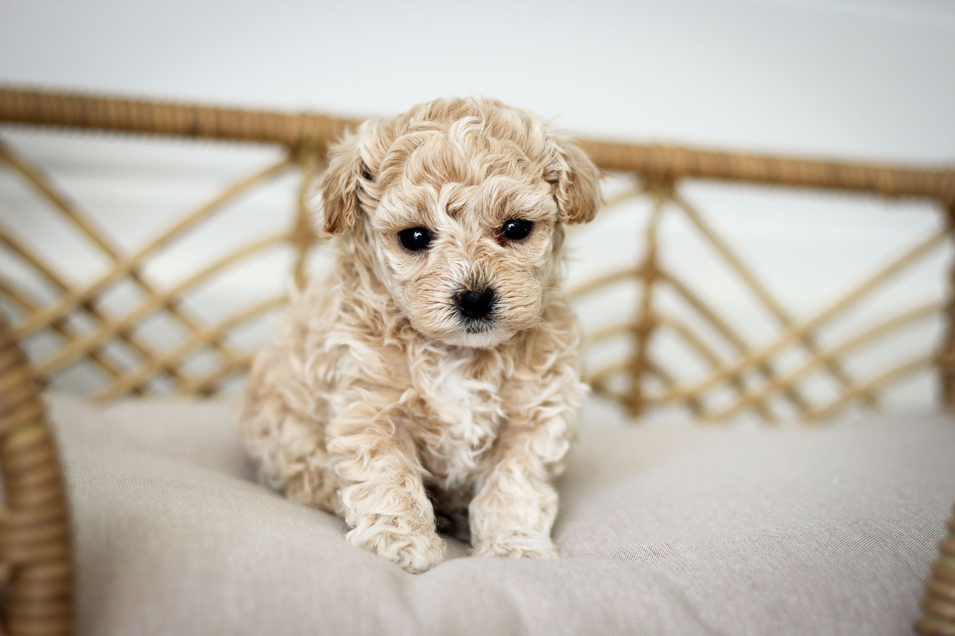 Poochon puppies for sale, shihpoo puppies for sale, maltipoo puppies for sale, teddybear puppies for sale, poochon breeder, maltipoo breeder, maltipoo, poochon, shihpoo, shihpoo  puppy, maltipoo puppy, poochon puppy, bichpoo puppies for sale, bichpoo breeder, puppies for sale, puppies, teddybear puppy