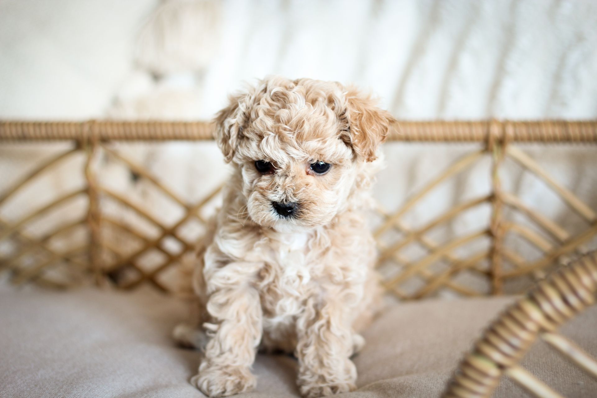 Poochon puppies for sale, shihpoo puppies for sale, maltipoo puppies for sale, teddybear puppies for sale, poochon breeder, maltipoo breeder, maltipoo, poochon, shihpoo, shihpoo  puppy, maltipoo puppy, poochon puppy, bichpoo puppies for sale, bichpoo breeder, puppies for sale, puppies, teddybear puppy