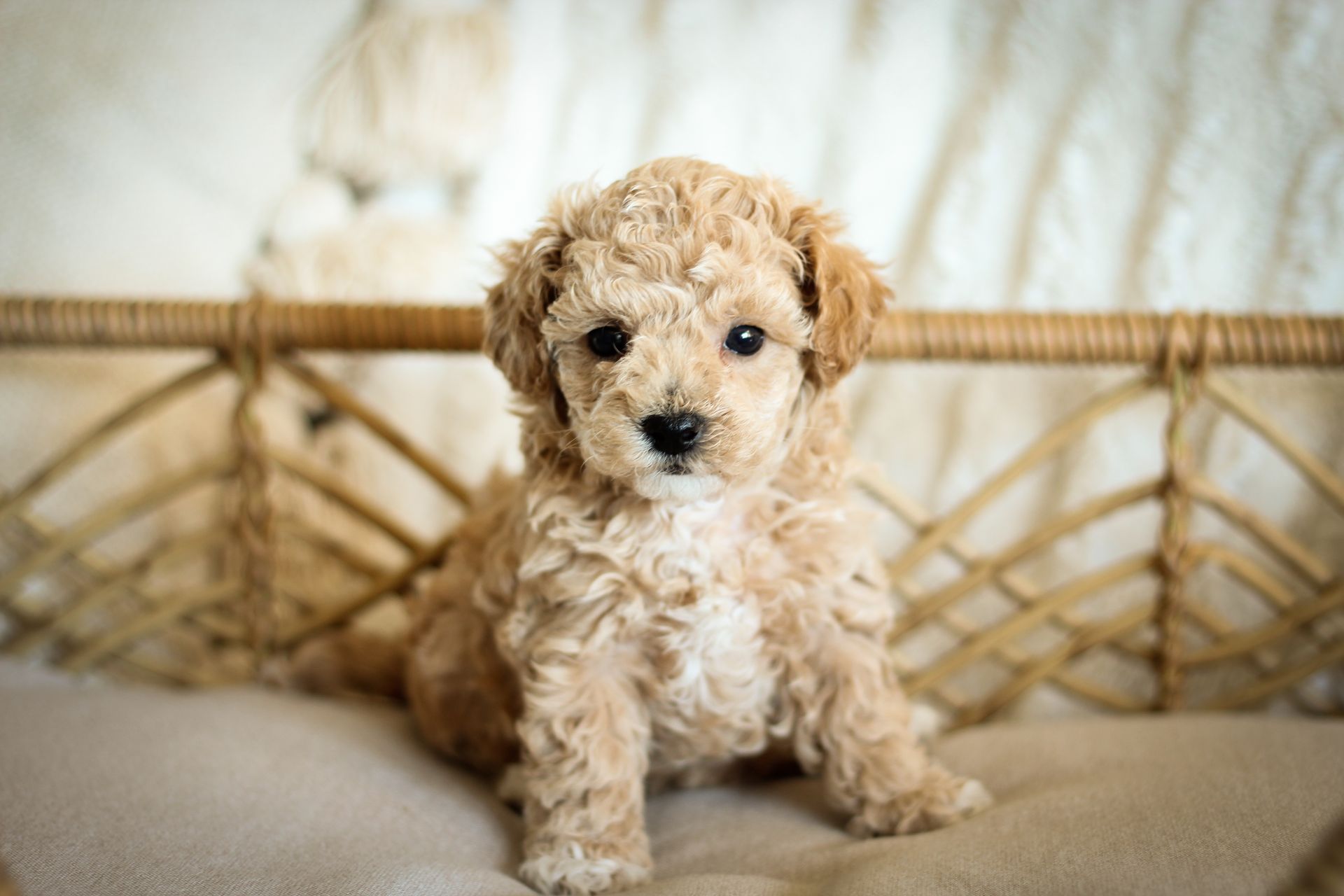 poochon puppies for sale, poochon puppies, poochon breeder, bichpoo puppies for sale, bichpoo breeder, bichon poodle puppies for sale, bichon poodle puppies, bichon poodle puppy, bichonpoo puppies for sale, bichon poodle breeder, teddybear puppies for sale, teddybear puppies, teddybear puppy breeder