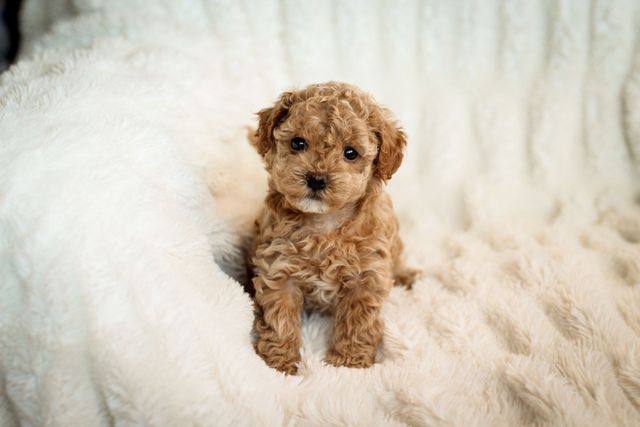 Poochon Puppy S77 Good Poochon Puppy Dog Pets For Sale In Puchong,