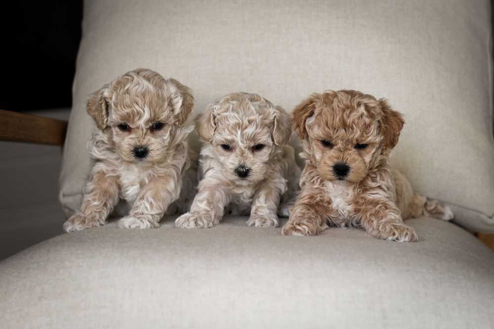 poochon puppies for sale, poochon puppies, poochon breeder, bichpoo puppies for sale, bichpoo breeder, bichon poodle puppies for sale, bichon poodle puppies, bichon poodle puppy, bichonpoo puppies for sale, bichon poodle breeder, teddybear puppies for sale, teddybear puppies, teddybear puppy breeder