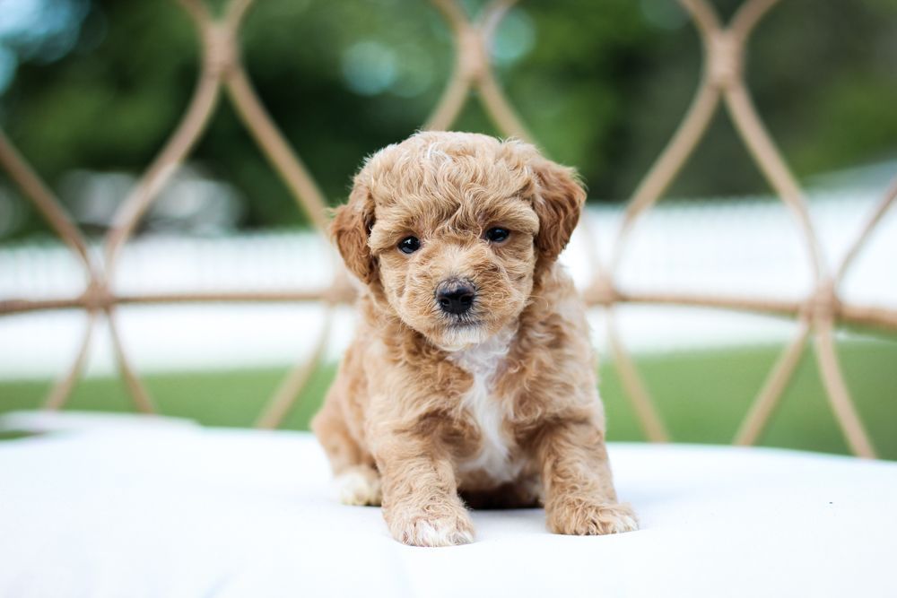 Poochon puppies for sale, shihpoo puppies for sale, maltipoo puppies for sale, teddybear puppies for sale, poochon breeder, maltipoo breeder, maltipoo, poochon, shihpoo, shihpoo  puppy, maltipoo puppy, poochon puppy, bichpoo puppies for sale, bichpoo breeder, puppies for sale, puppies, teddybear puppy