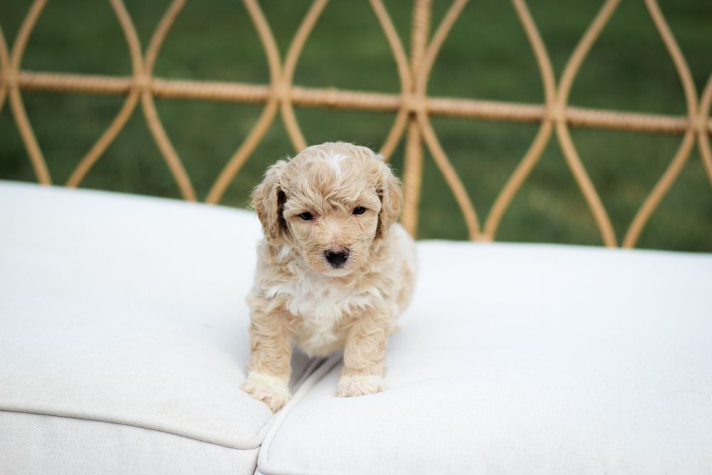Poochon puppies for sale, shihpoo puppies for sale, maltipoo puppies for sale, teddybear puppies for sale, poochon breeder, maltipoo breeder, maltipoo, poochon, shihpoo, shihpoo  puppy, maltipoo puppy, poochon puppy, bichpoo puppies for sale, bichpoo breeder, puppies for sale, puppies, teddybear puppy