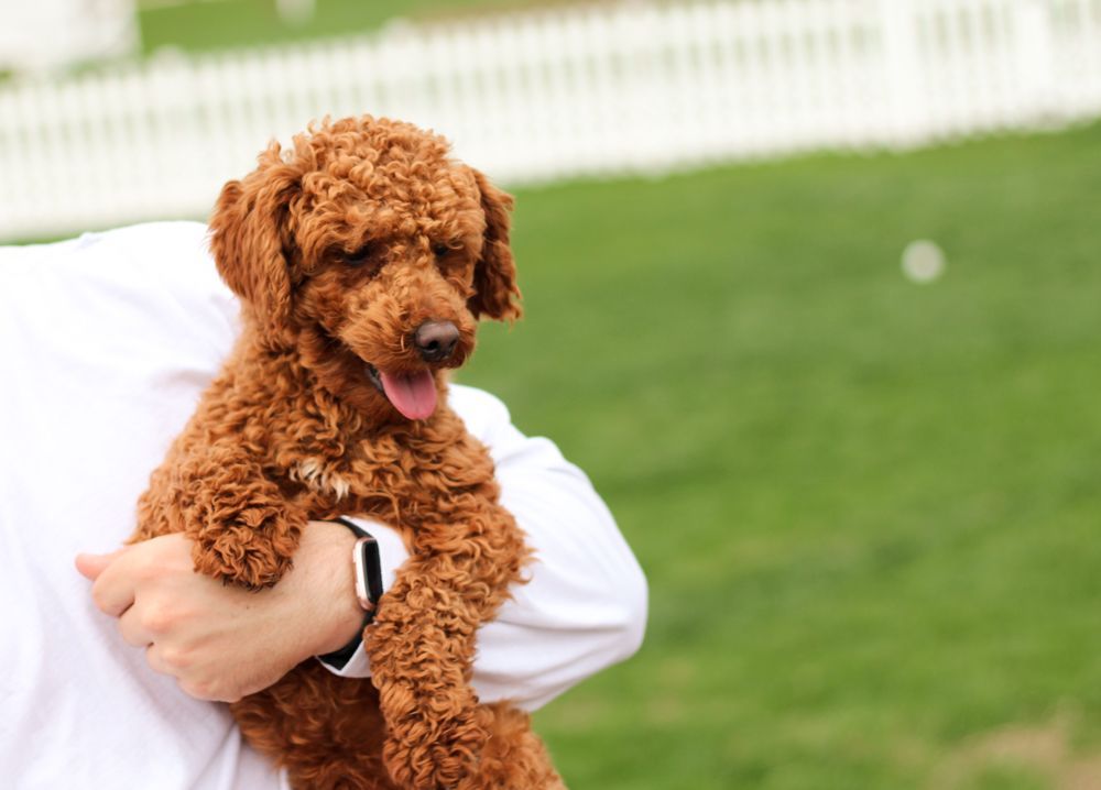 poochon puppies for sale, poochon puppies, poochon breeder, poochon, bichpoo puppies for sale, bich poo, bichpoo, bichpoo breeder, bichon poodle puppies for sale, bichon poodle puppies, bichon poodle, bichpoo puppies for sale, bichpoo, bichpoo breeder, bichon poodle breeder, teddybear puppies for sale, teddy bear puppies, teddy bear puppy breeder, puppies for sale, small puppy breeder, dog breeder, small dog breeder, brick house puppies, poodle, bichon, min poodle, toy poodle, bichon frise, poodle mix puppies for sale
