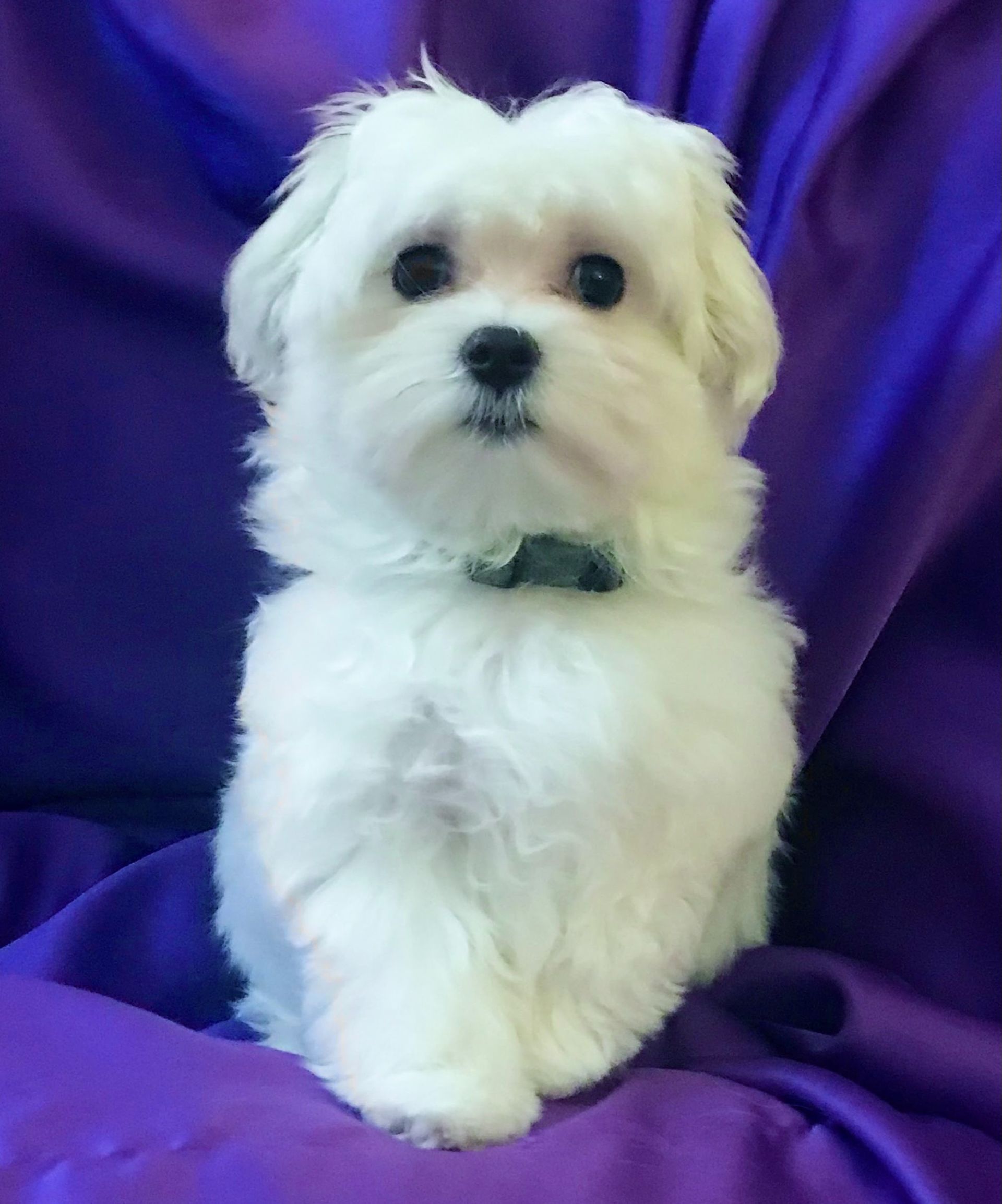 poochon puppies for sale, poochon puppies, poochon breeder, poochon, bichpoo puppies for sale, bich poo, bichpoo, bichpoo breeder, bichon poodle puppies for sale, bichon poodle puppies, bichon poodle, bichpoo puppies for sale, bichpoo, bichpoo breeder, bichon poodle breeder, teddybear puppies for sale, teddy bear puppies, teddy bear puppy breeder, puppies for sale, small puppy breeder, dog breeder, small dog breeder, brick house puppies, poodle, bichon, min poodle, toy poodle, bichon frise, poodle mix puppies for sale, 
