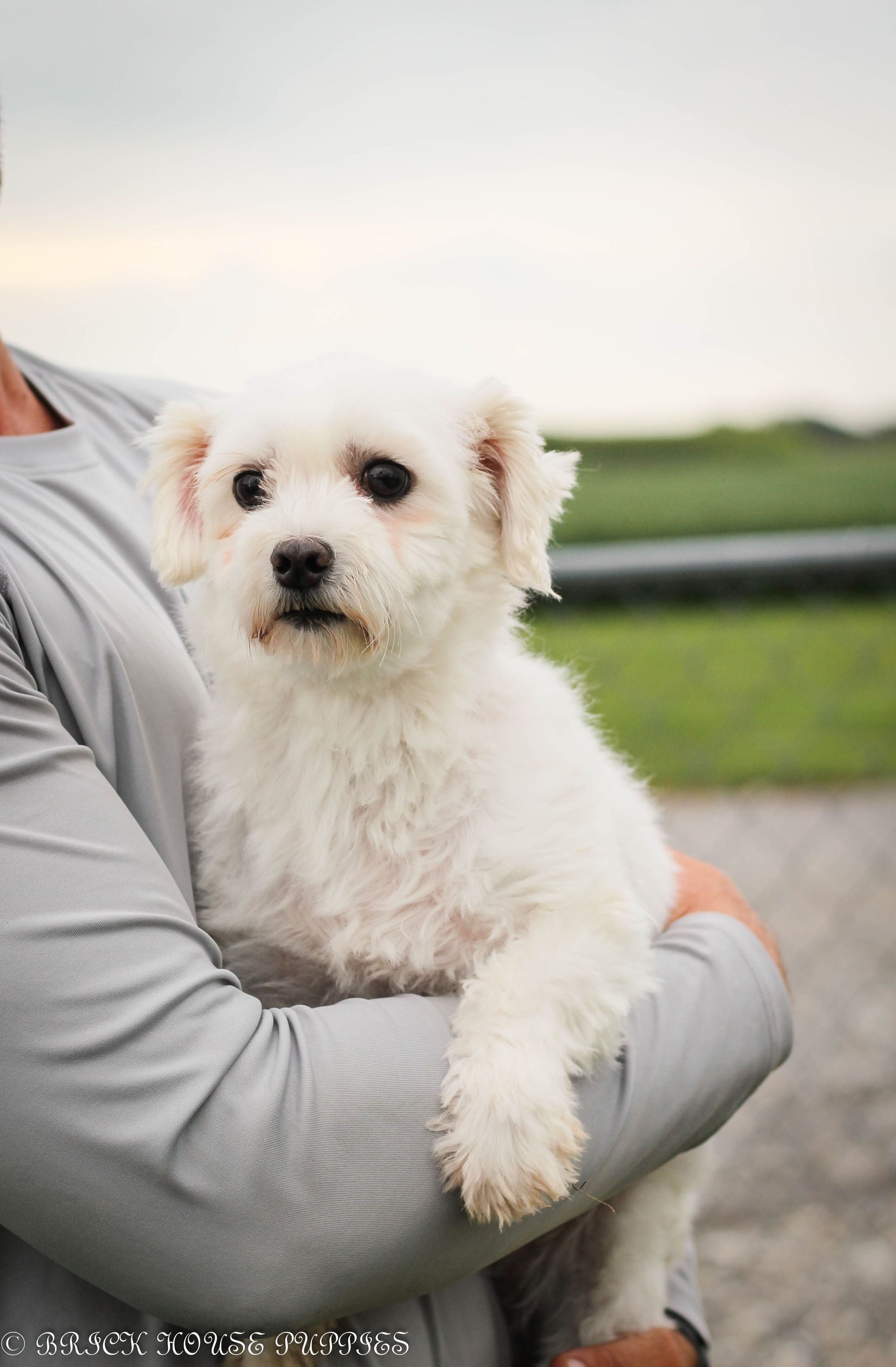 shihpoo, shihpoo puppies for sale. shihpoo puppies, shihpoo breeder, shih poo, shih poo puppies for sale, shih poo breeder,  teddybear puppies for sale, teddy bear puppies, teddy bear puppy breeder, puppies for sale, small puppy breeder, dog breeder, small dog breeder, brick house puppies, poodle