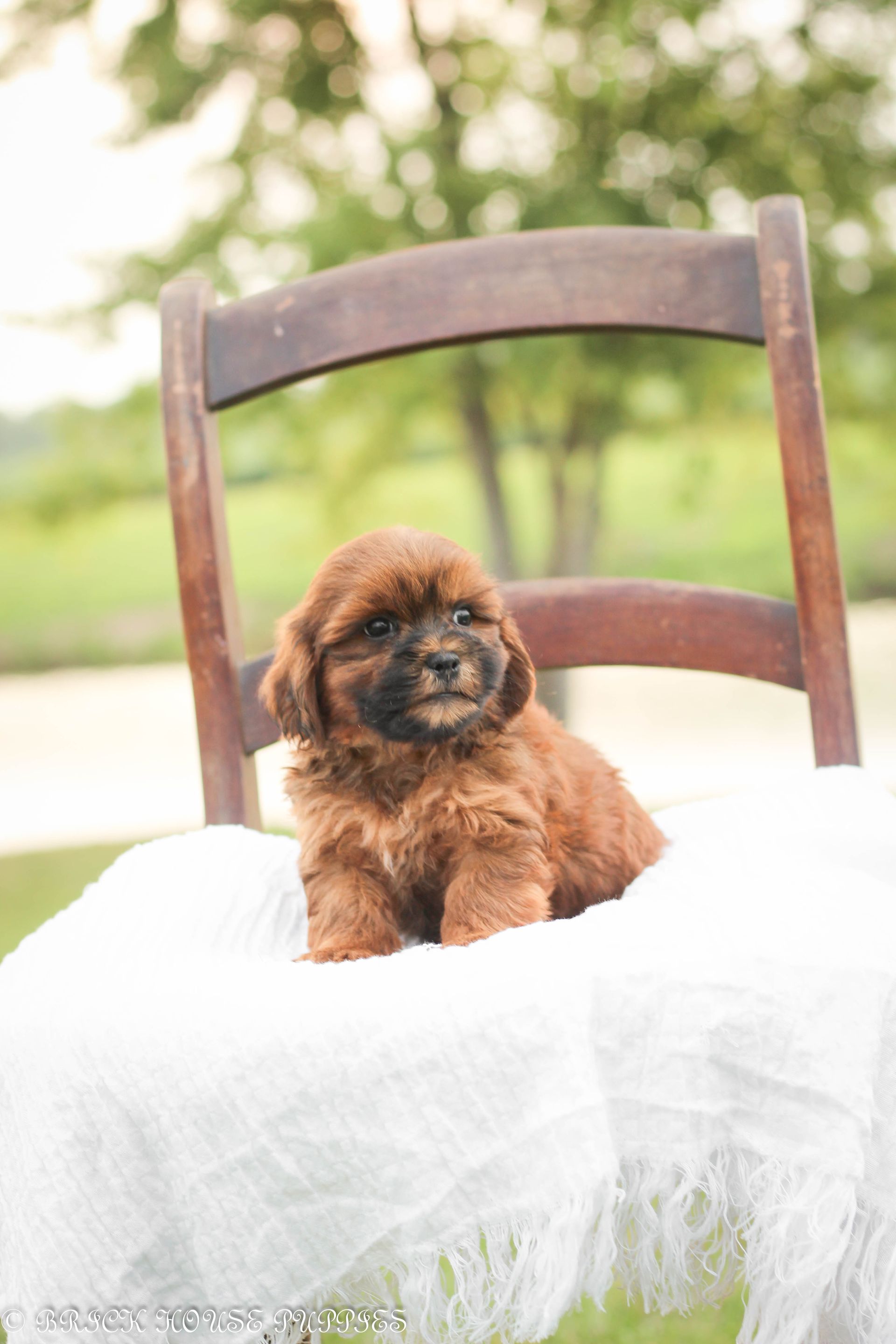 shihpoo puppies for sale, shihpoo puppies, shihpoo breeder, shihpoo puppy, shih poo , shihpoo, puppies for sale, teddybear puppies for sale, teddybear puppies, teddybear puppy,