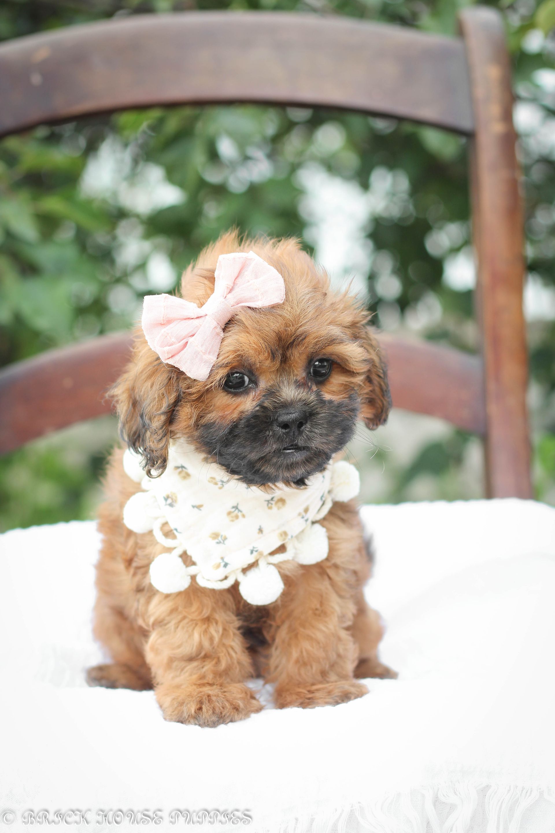 shihpoo puppies for sale, shihpoo puppies, shihpoo breeder, shihpoo puppy, shih poo , shihpoo, puppies for sale, teddybear puppies for sale, teddybear puppies, teddybear puppy,