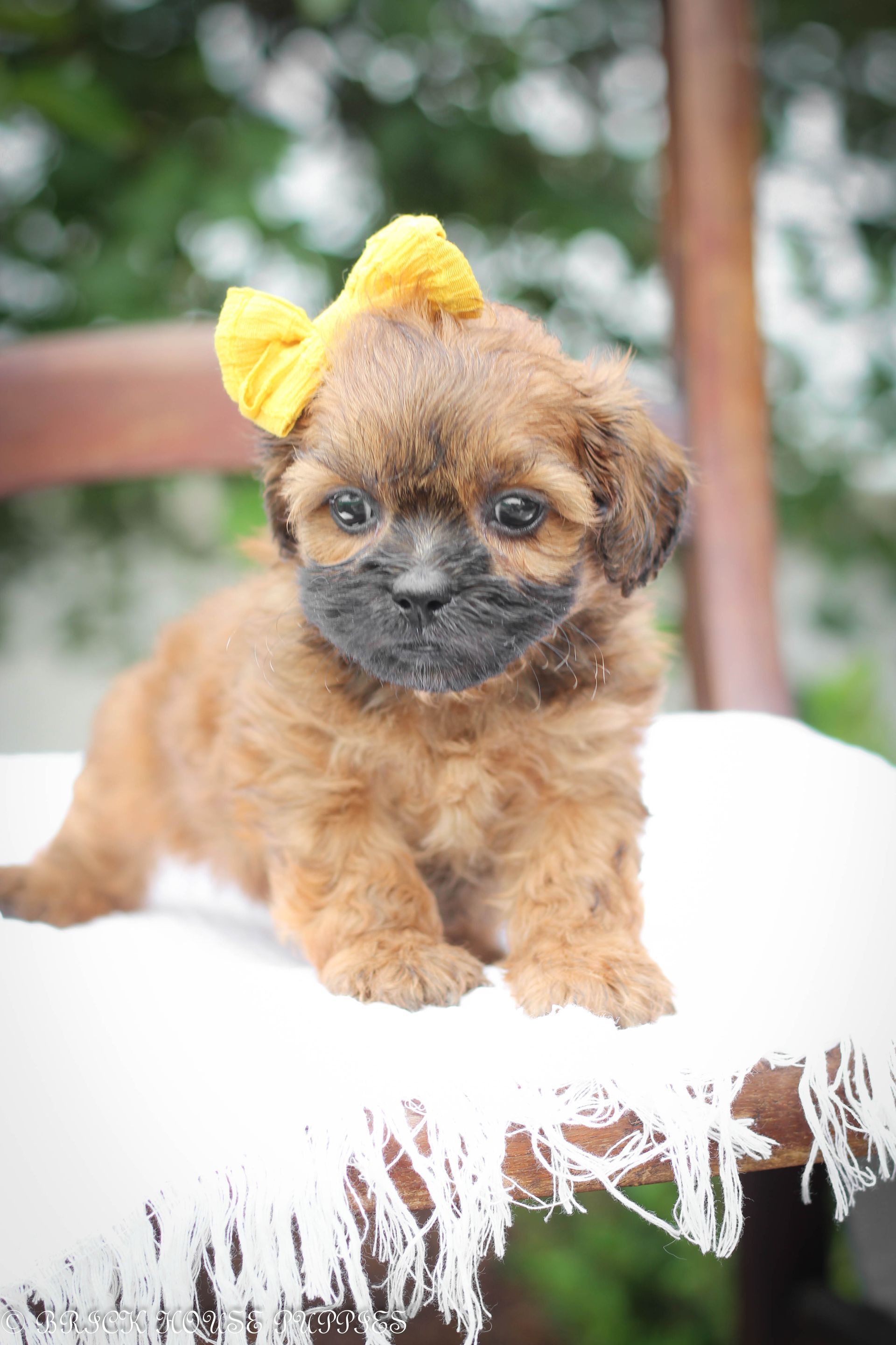 shihpoo puppies for sale, shihpoo puppies, shihpoo breeder, shihpoo puppy, shih poo , shihpoo, puppies for sale, teddybear puppies for sale, teddybear puppies, teddybear puppy,