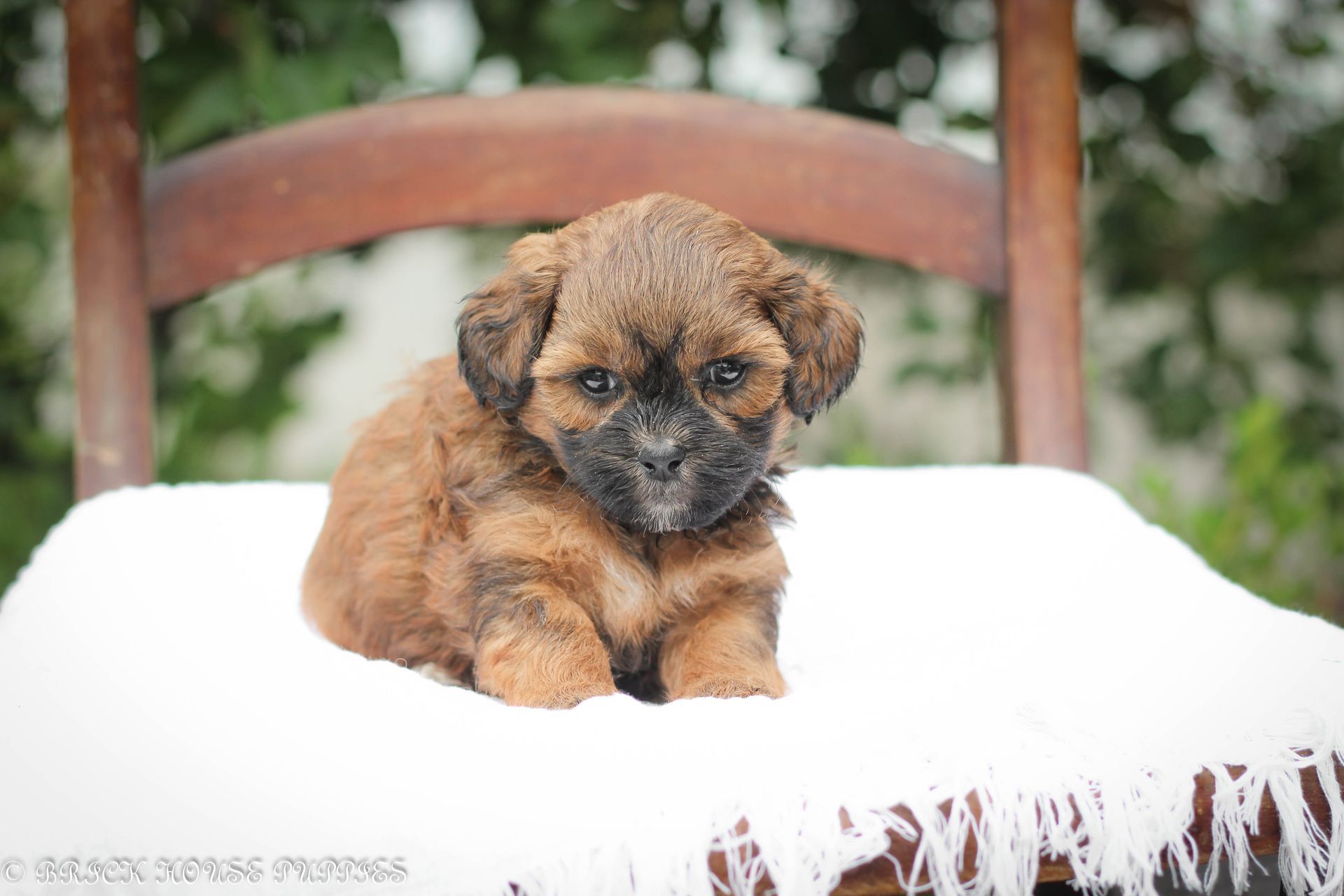 Brick House Puppies | Shih poo | Shihpoo Puppies for sale