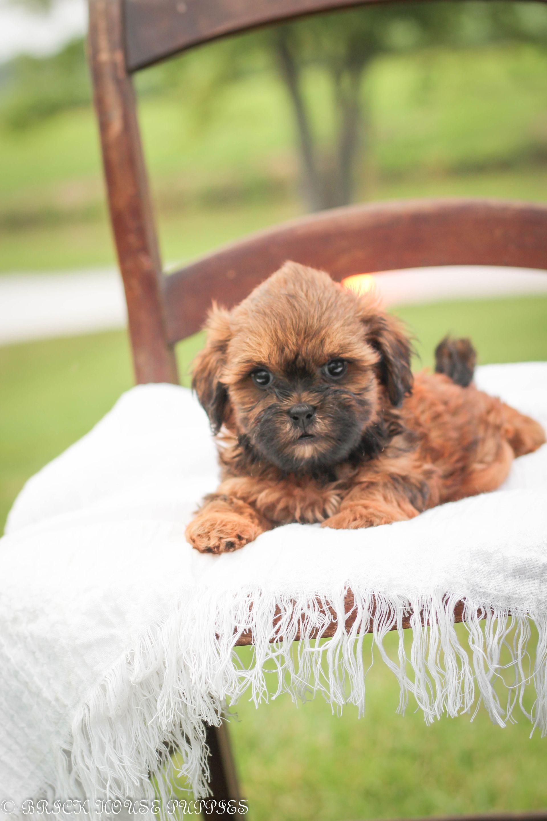 Brick House Puppies | Shih poo | Shihpoo Puppies for sale