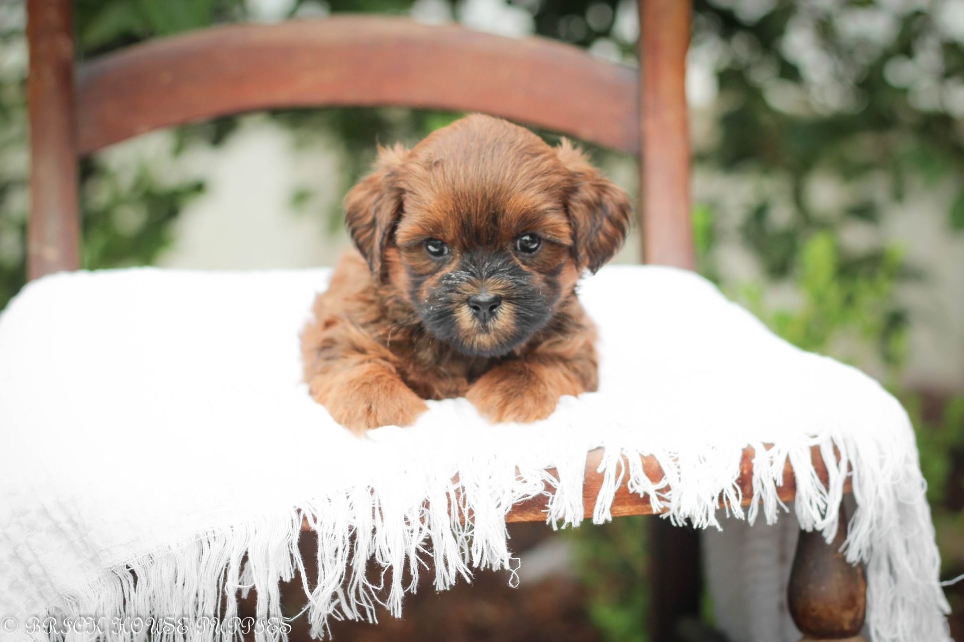 Brick House Puppies | Shih poo | Shihpoo Puppies for sale