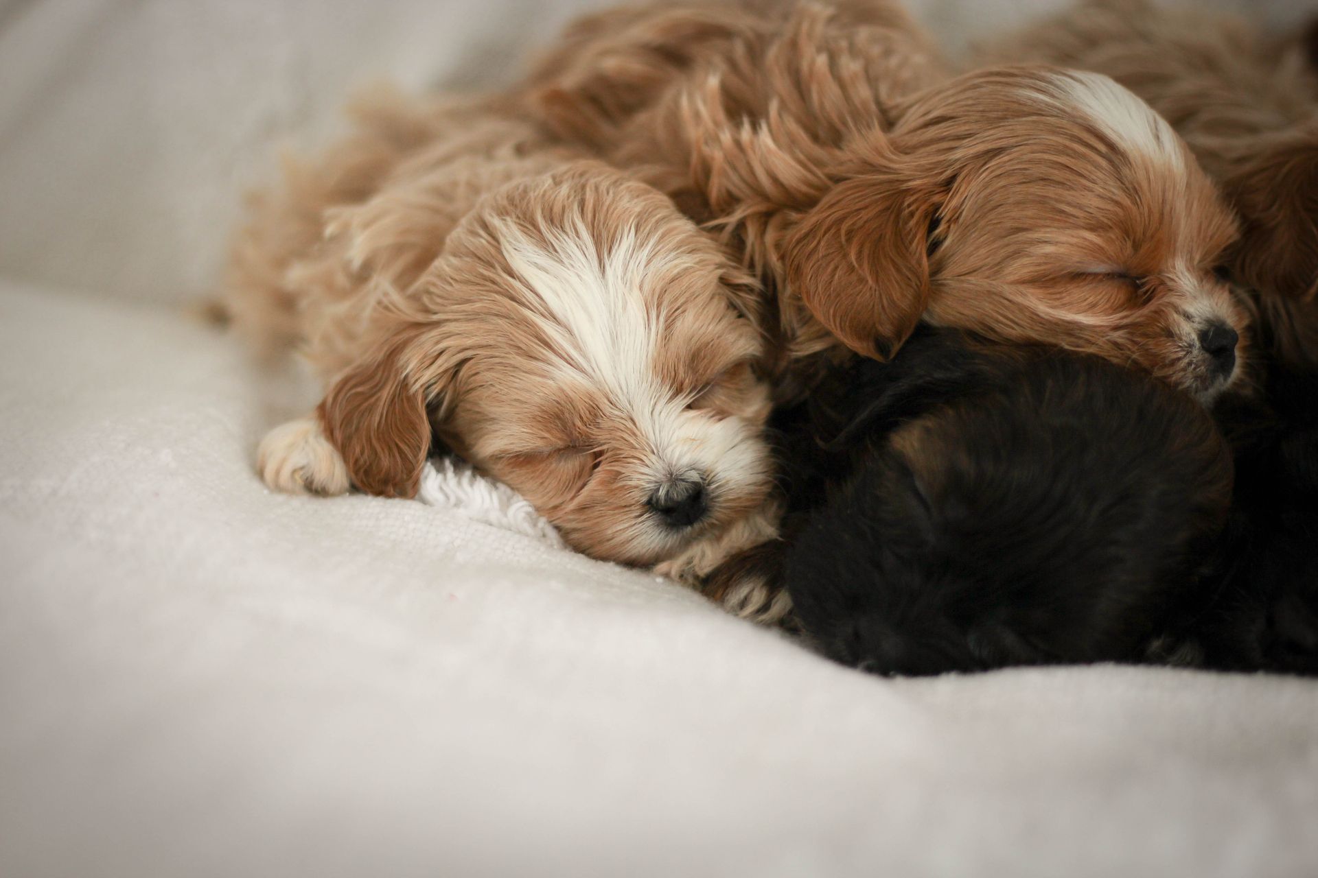 shihpoo puppies for sale, shihpoo puppies, shihpoo breeder,  shihpoo puppy. shihtzu poodle mix, poodle shihtzu, shihpoo, shih poo, shih poo puppies for sale, puppies for sale, shihpoo puppies for sale near me, teddy bear puppies for sale, teddybear puppies for sale, teddybear puppies, teddybear puppy, teddybear puppy breeder, designer puppies for sale, small puppies for sale, hypoallergenic puppies, nonshedding puppies, healthy puppies