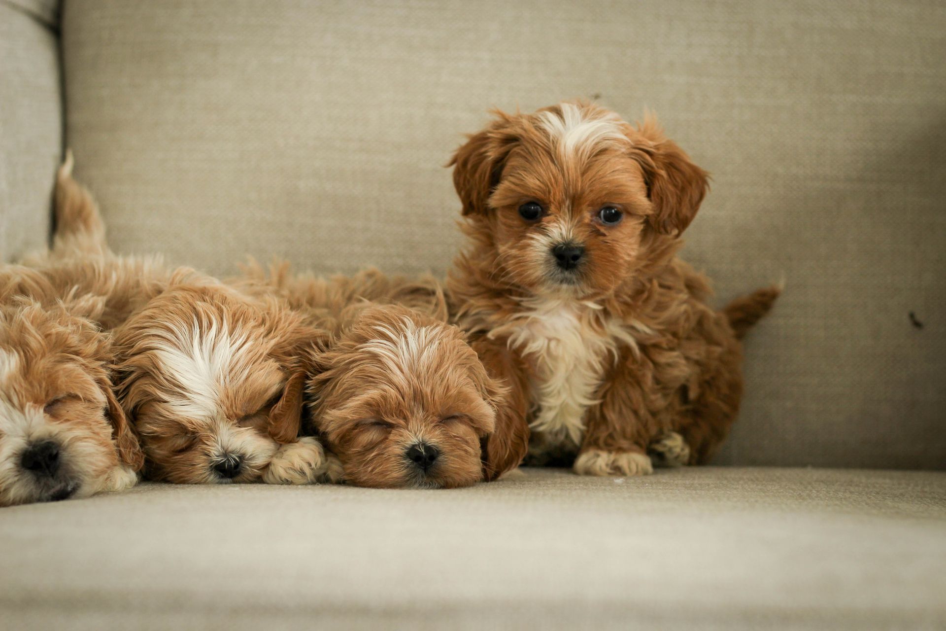shihpoo puppies for sale, shihpoo puppies, shihpoo, shihpoo breeder, teddybear puppies for sale, teddybear puppies, teddybear puppy, shihtzu poodle puppies, puppies for sale, puppies for sale near me, poochon breeder, poochon puppies for sale, poochon puppies, poochon breeder, maltipoo puppies for sale, maltipoo, maltipoo breeder, maltipoo puppies, malti poo, multipoo, maltepoo, poochon dog, shihpoo dog, maltipoo dog, doodle puppies, doodle puppy breeder, shih poo puppies, shih poo puppy, black puppies, red puppies