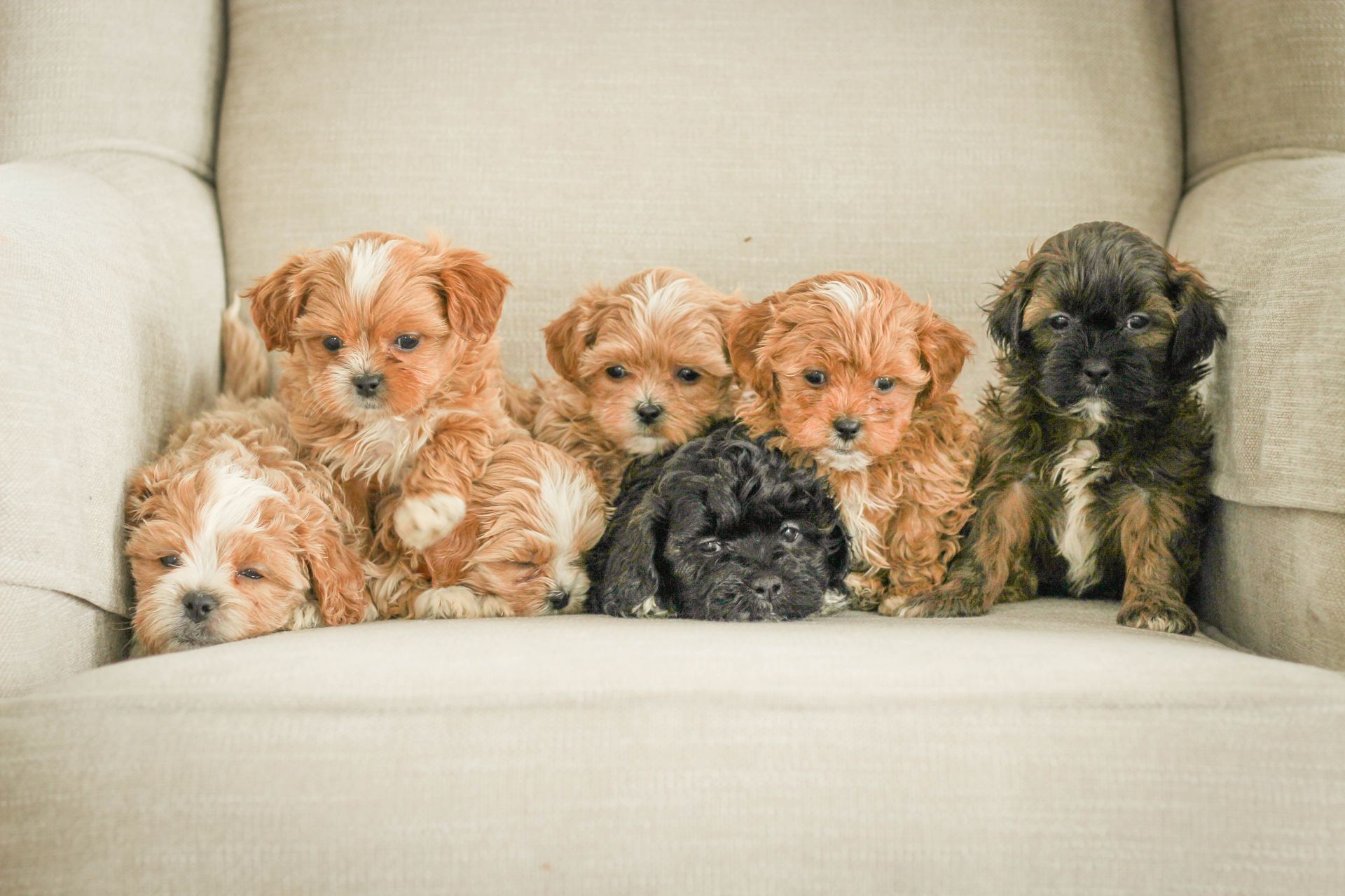 shihpoo puppies for sale, shihpoo puppies, shihpoo, shihpoo breeder, teddybear puppies for sale, teddybear puppies, teddybear puppy, shihtzu poodle puppies, puppies for sale, puppies for sale near me, poochon breeder, poochon puppies for sale, poochon puppies, poochon breeder, maltipoo puppies for sale, maltipoo, maltipoo breeder, maltipoo puppies, malti poo, multipoo, maltepoo, poochon dog, shihpoo dog, maltipoo dog, doodle puppies, doodle puppy breeder, shih poo puppies, shih poo puppy, black puppies, red puppies