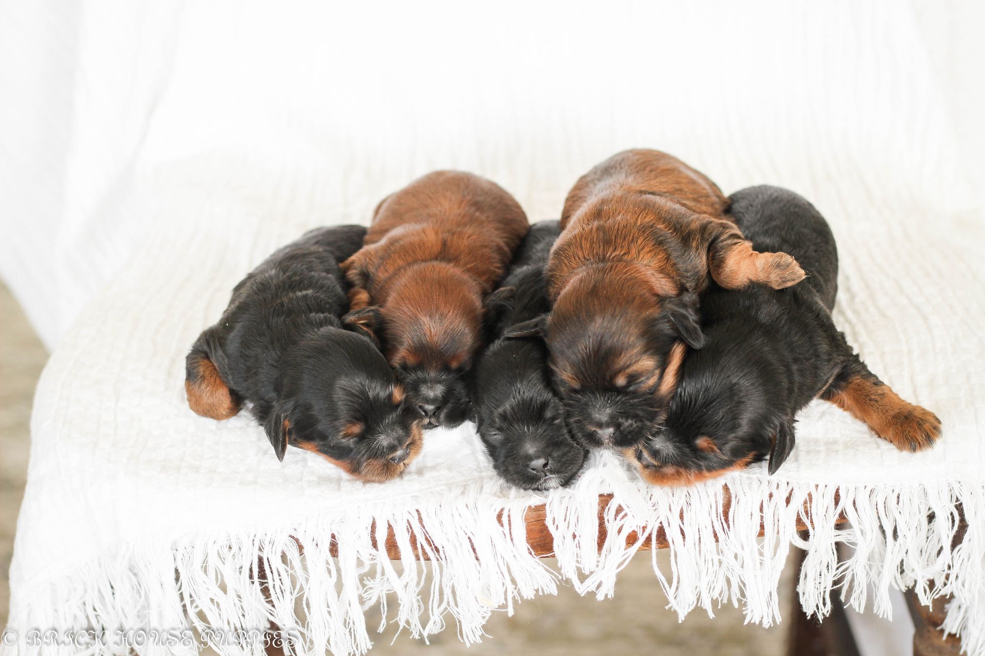 shihpoo puppies for sale, shihpoo puppies, shihpoo breeder, shihpoo puppy, shih poo , shihpoo, puppies for sale, teddybear puppies for sale, teddybear puppies, teddybear puppy,
