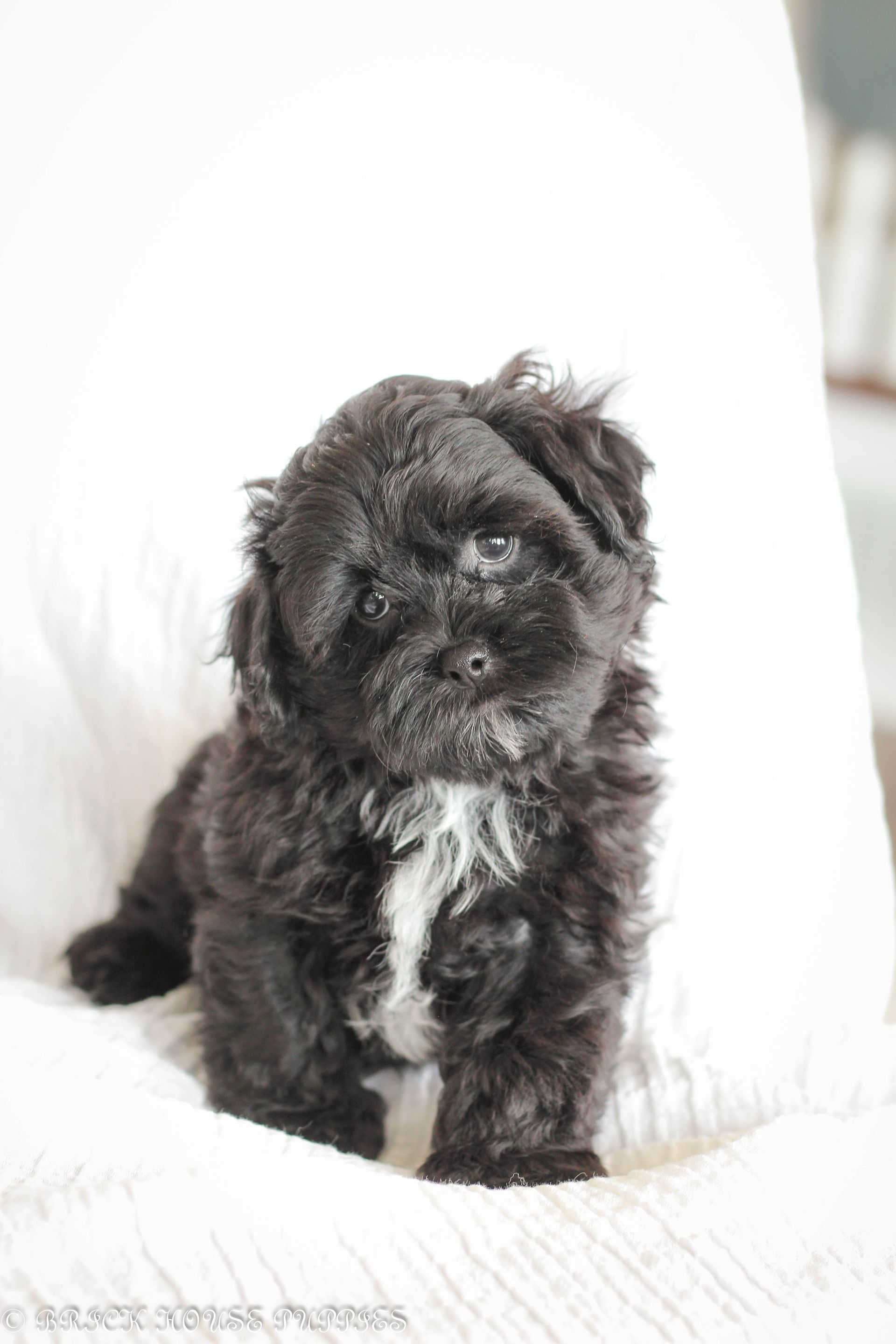 shihpoo puppies for sale, shihpoo puppies, shihpoo breeder, shihpoo puppy, shih poo , shihpoo, puppies for sale, teddybear puppies for sale, teddybear puppies, teddybear puppy,